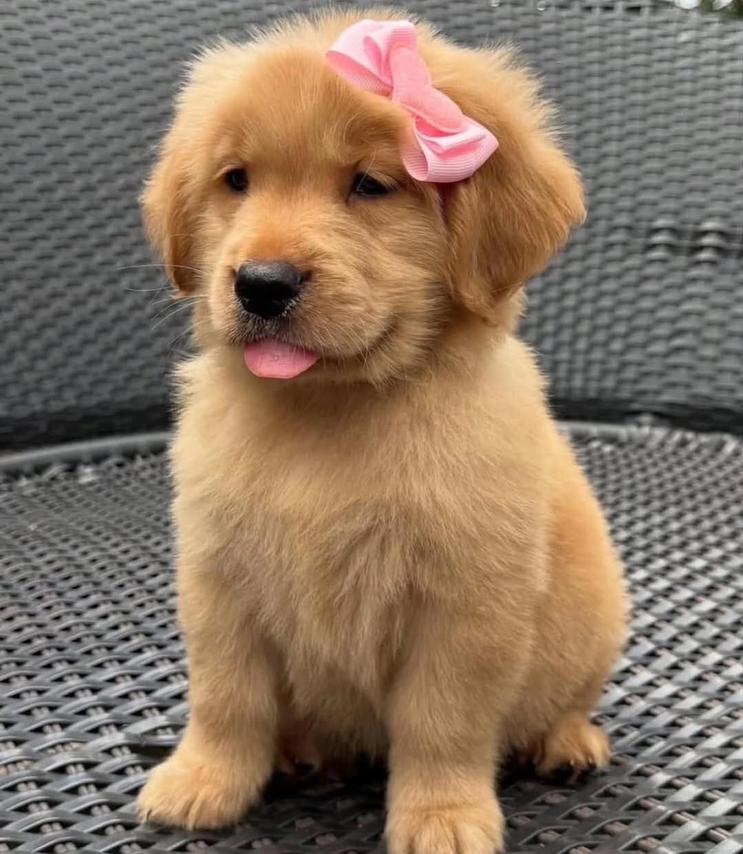 Golden Retriever Puppies image 1