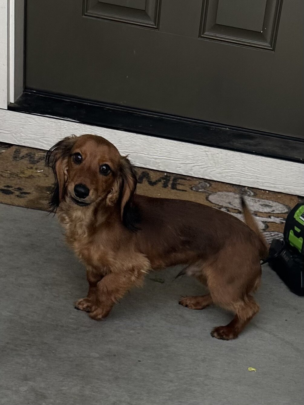 Long hair Dachshund image 1