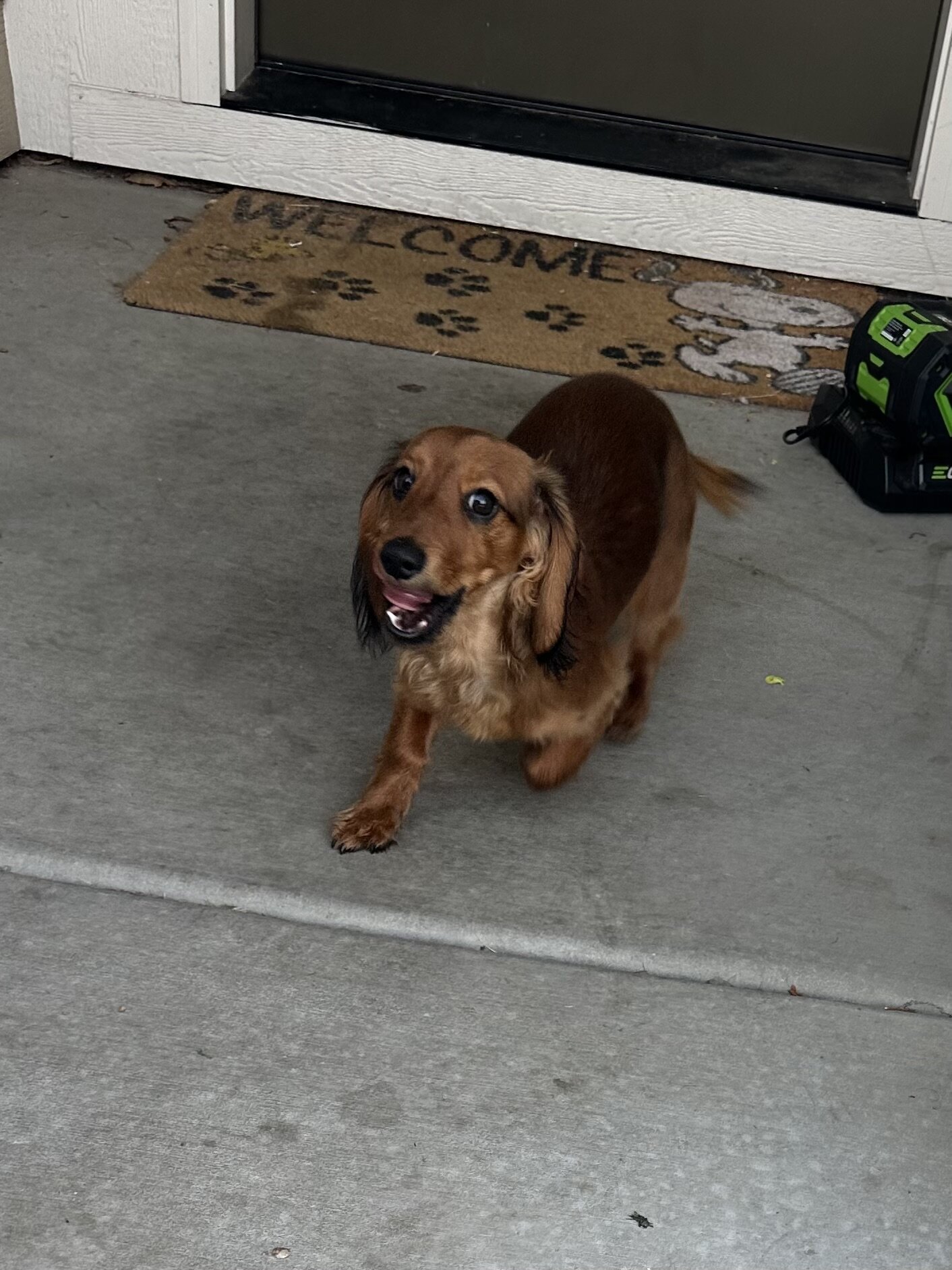 Long hair Dachshund image 2