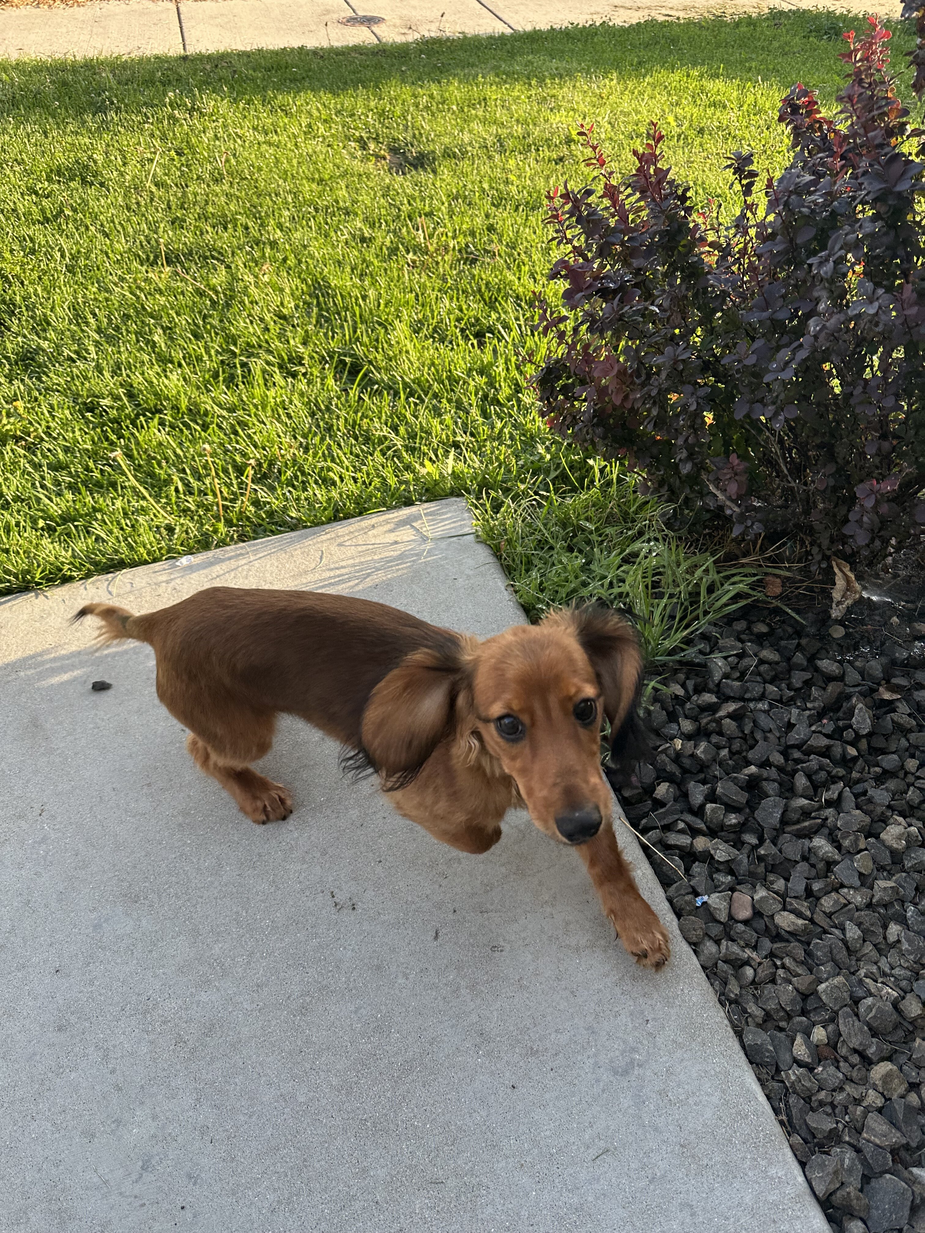 Long hair Dachshund image 3