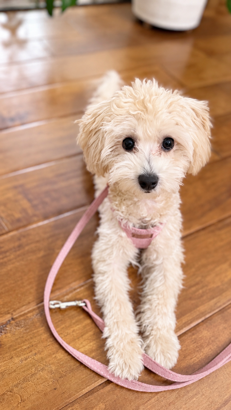 Adorable Toy Maltipoo Puppy image 7