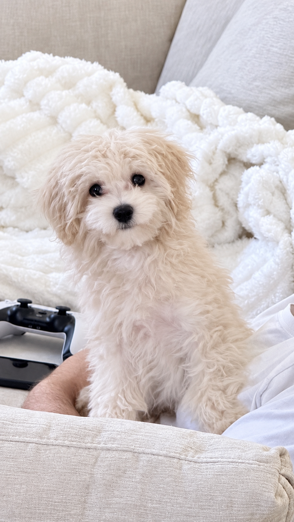Adorable Toy Maltipoo Puppy image 5
