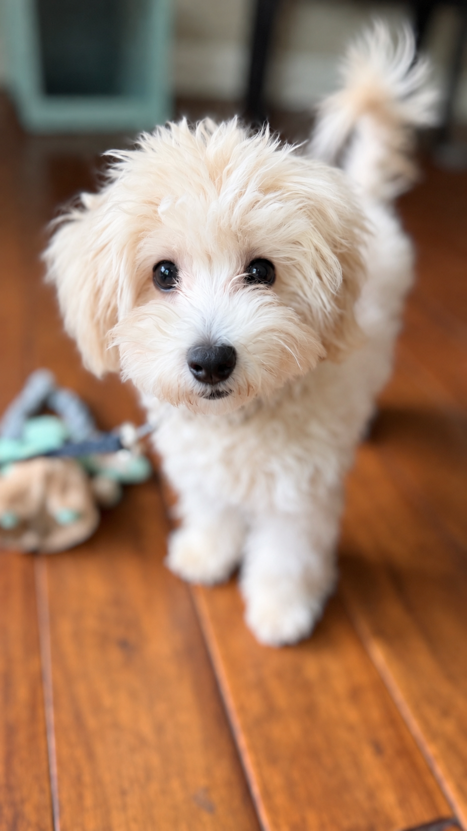 Adorable Toy Maltipoo Puppy image 6