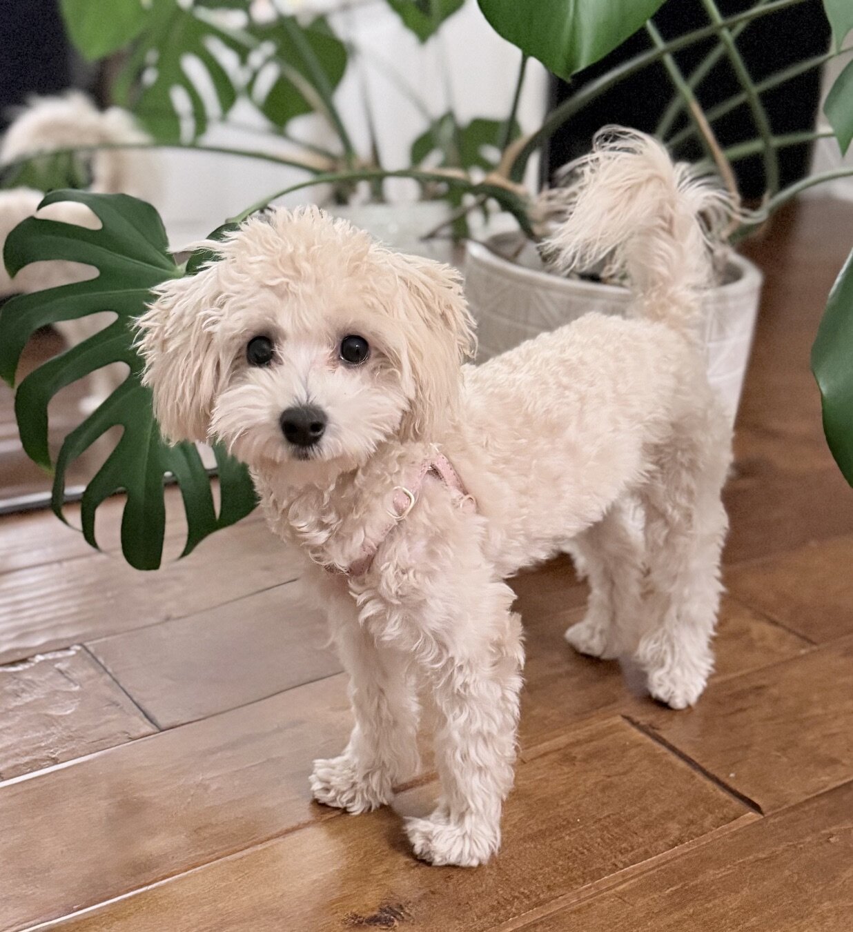 Adorable Toy Maltipoo Puppy image 1
