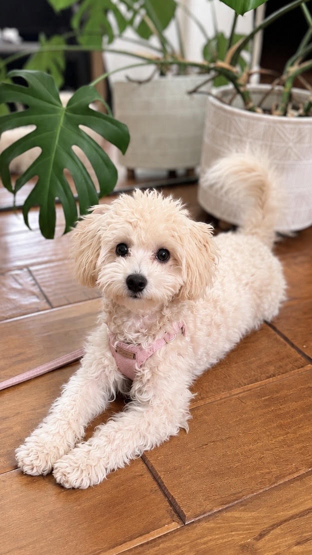 Adorable Toy Maltipoo Puppy image 2