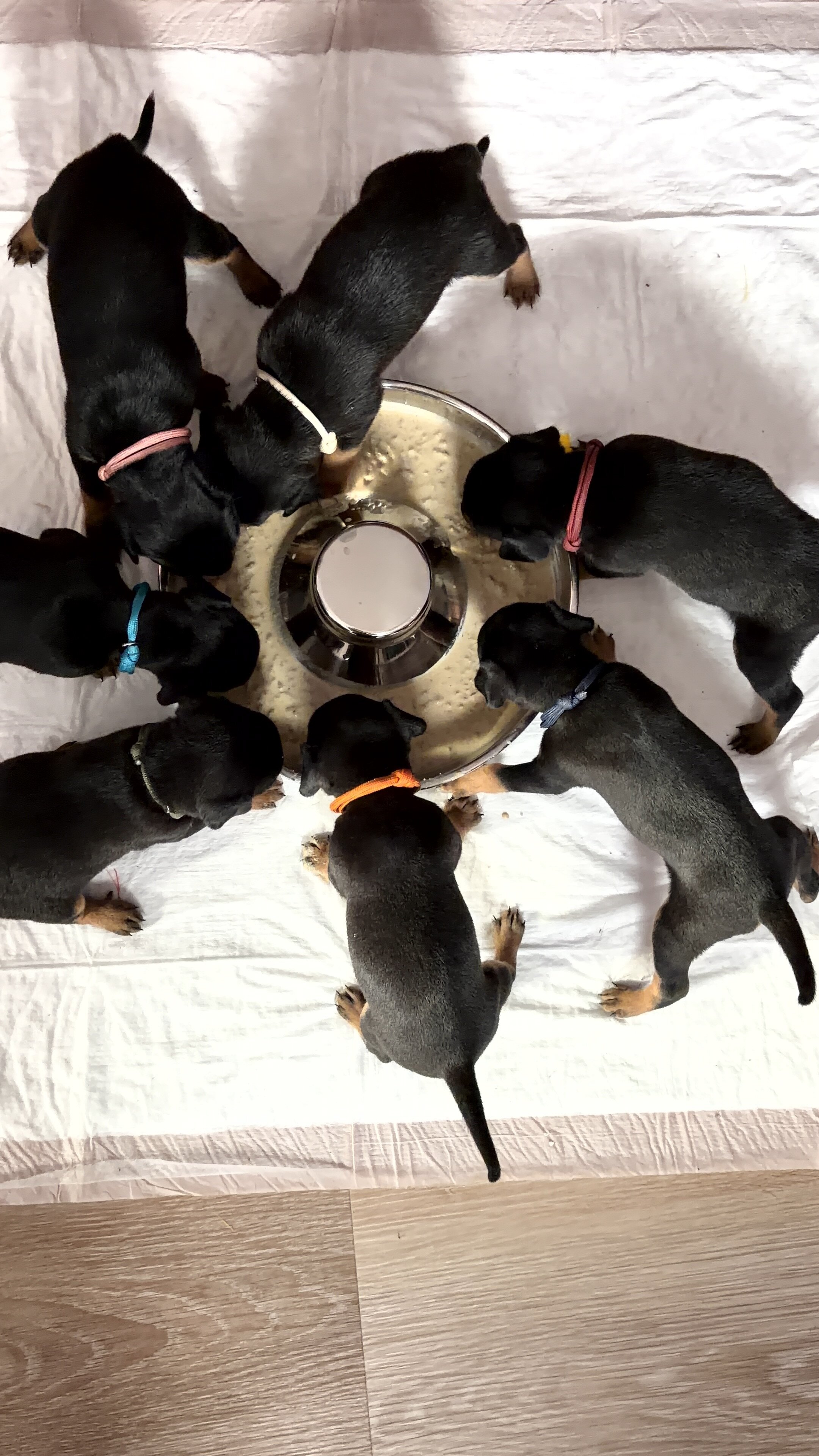 Miniature Pinschers image 1