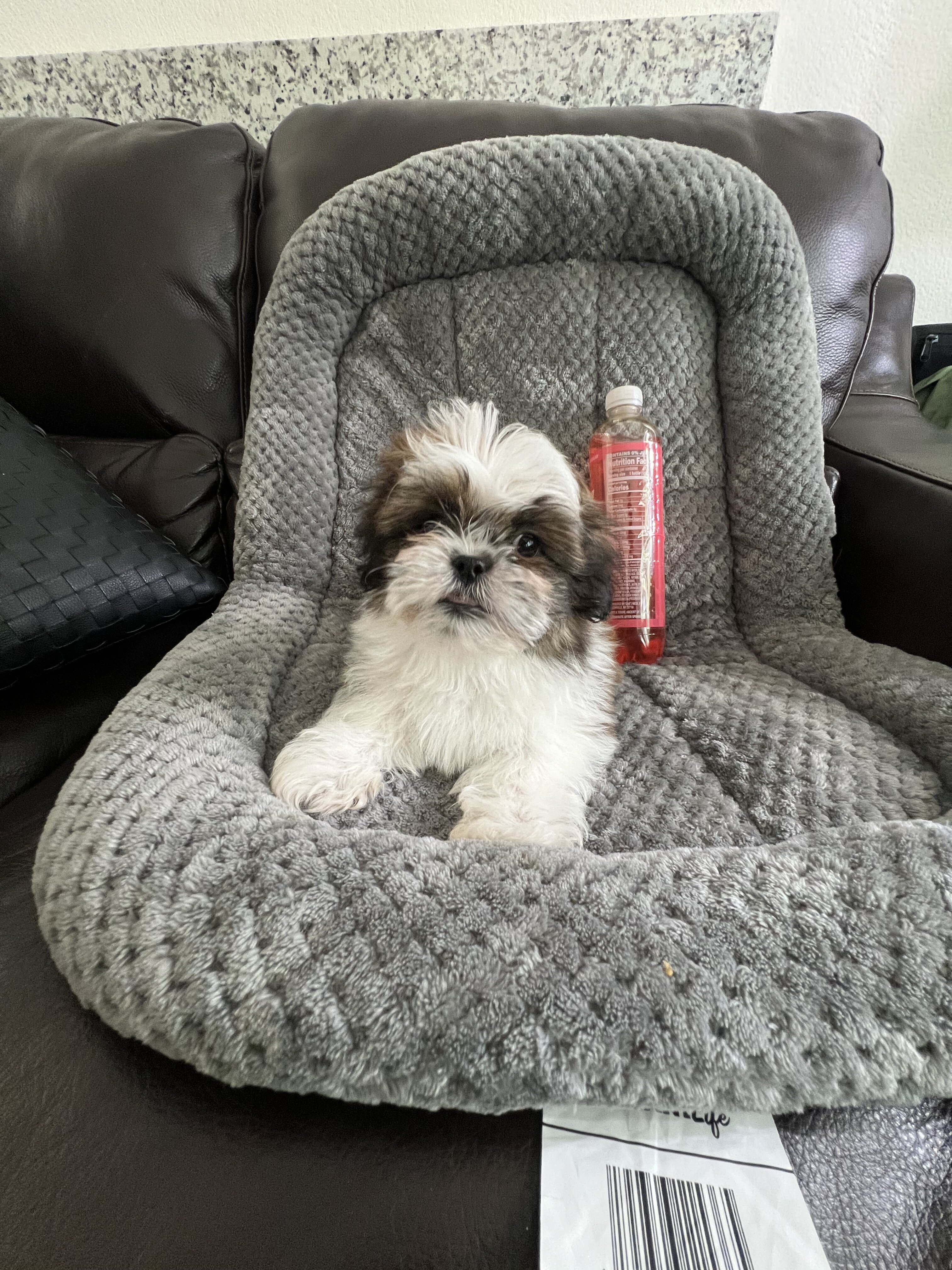Imperial Shih Tzu! Boy is 2lb 7oz & Girl 2lb 6oz image 6