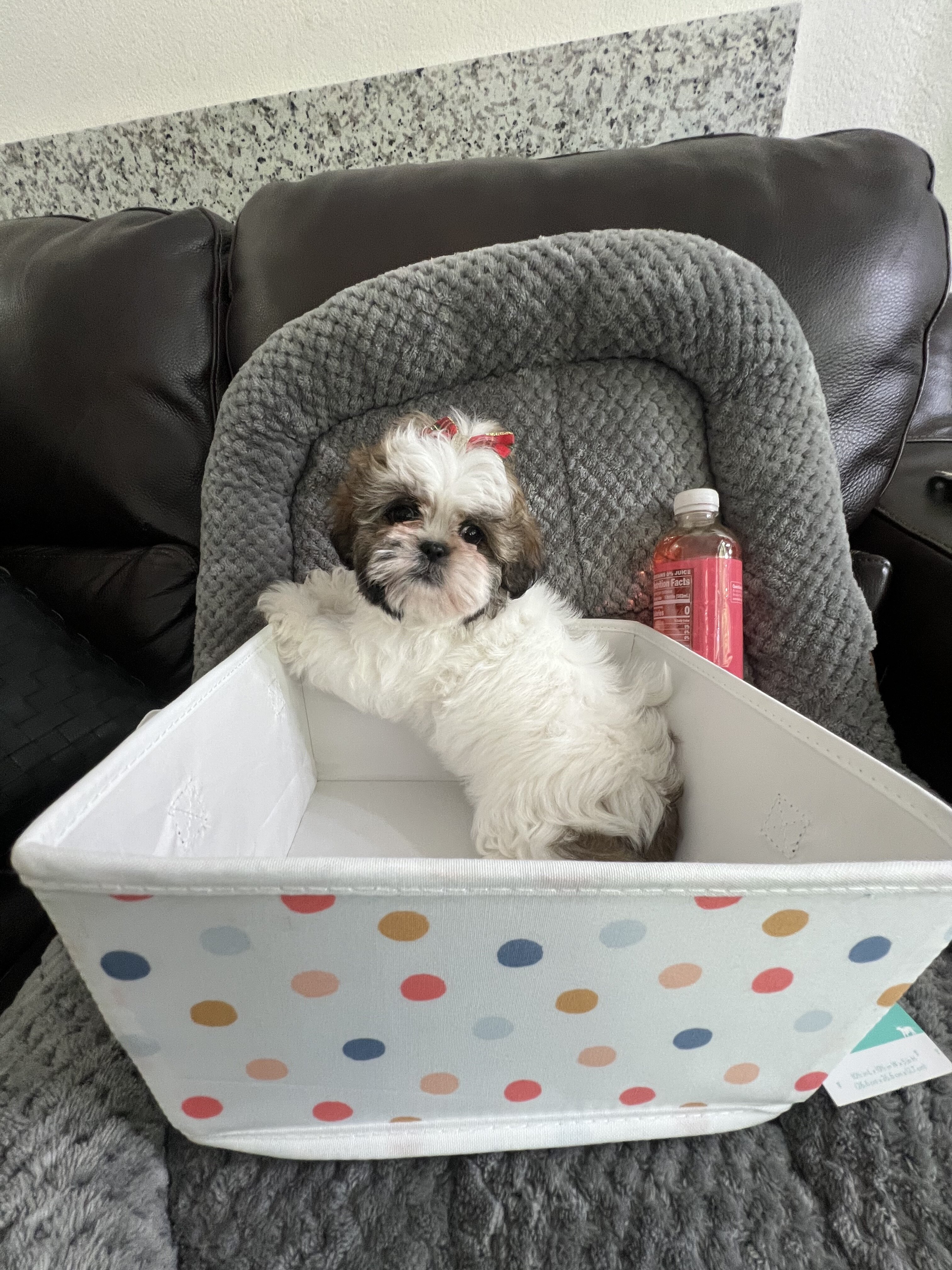 Imperial Shih Tzu! Boy is 2lb 7oz & Girl 2lb 6oz image 3