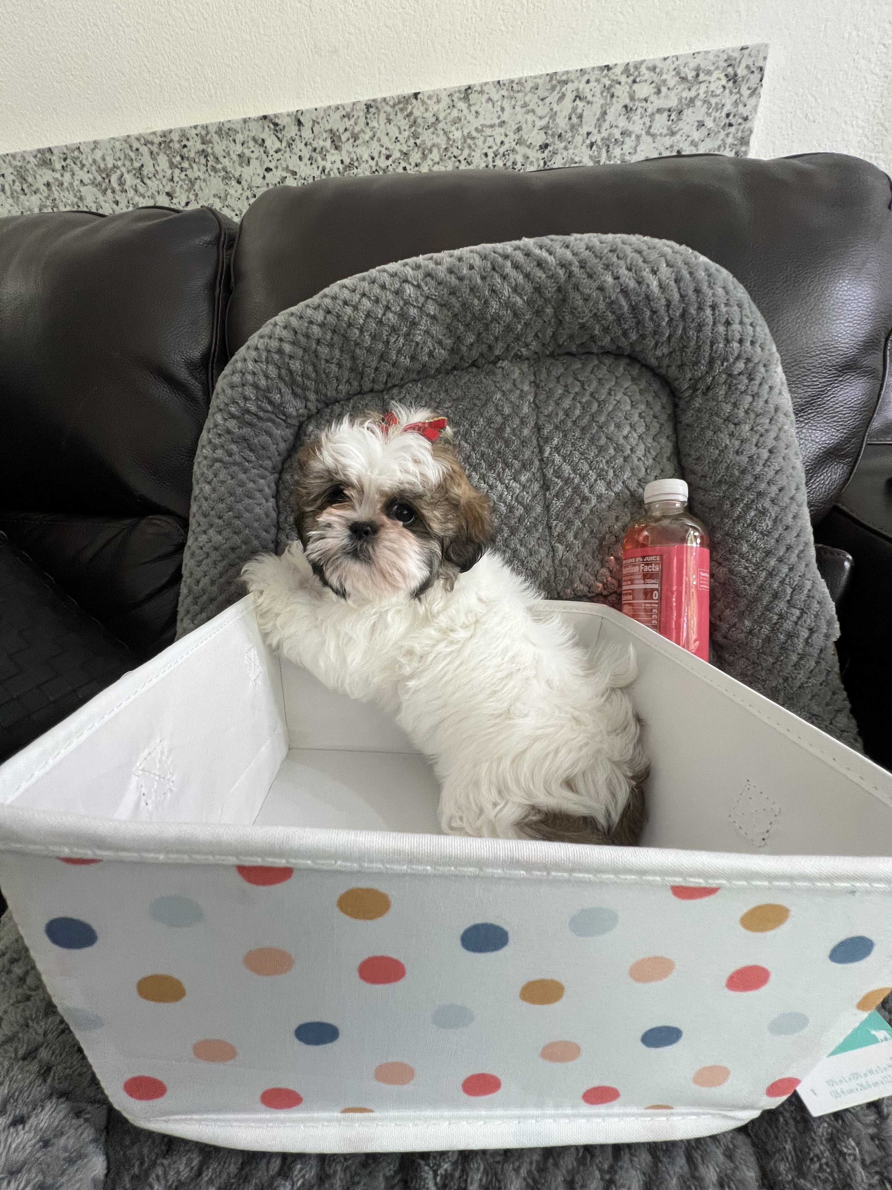 Imperial Shih Tzu! Boy is 2lb 7oz & Girl 2lb 6oz image 1