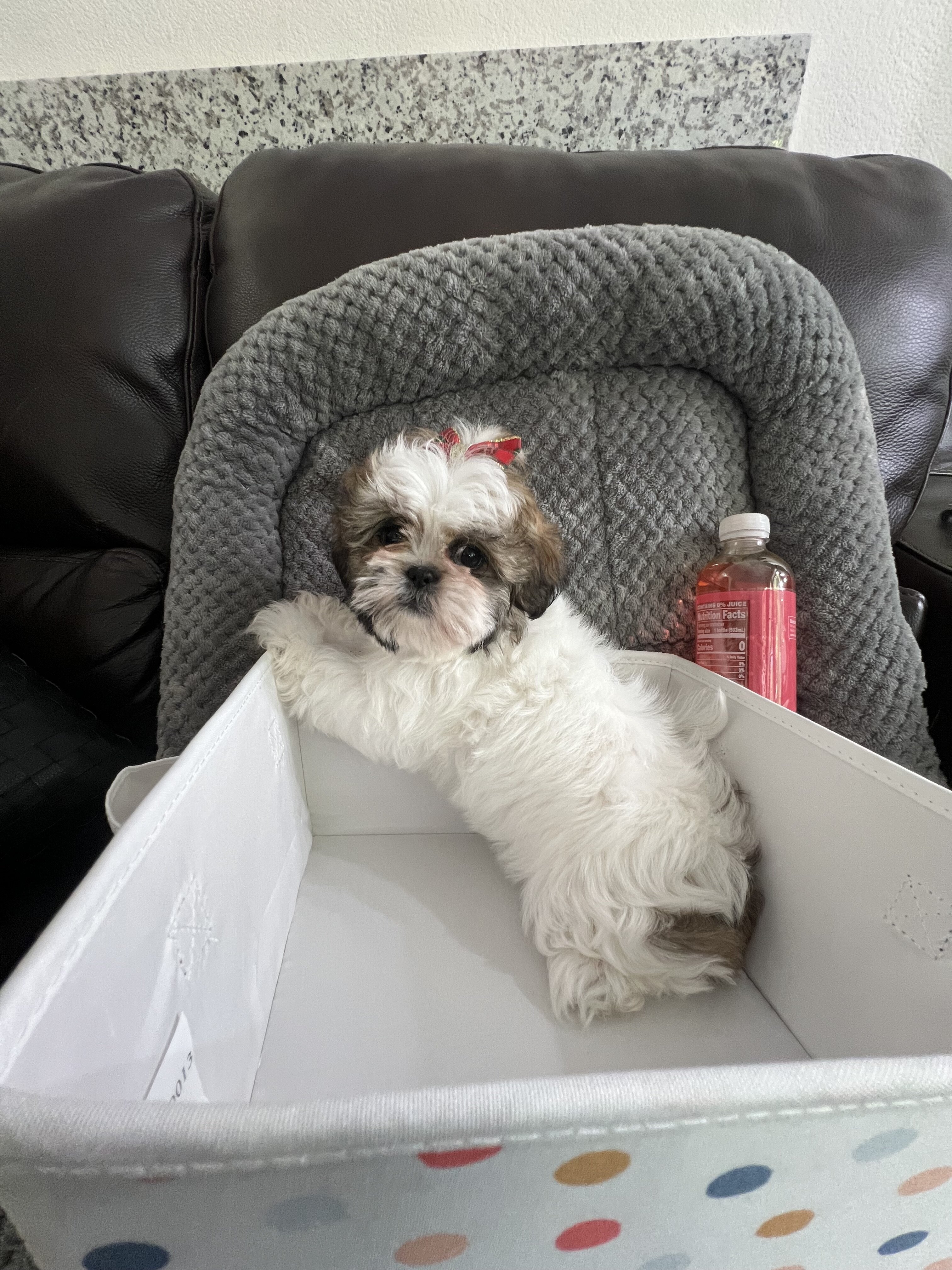 Imperial Shih Tzu! Boy is 2lb 7oz & Girl 2lb 6oz image 2