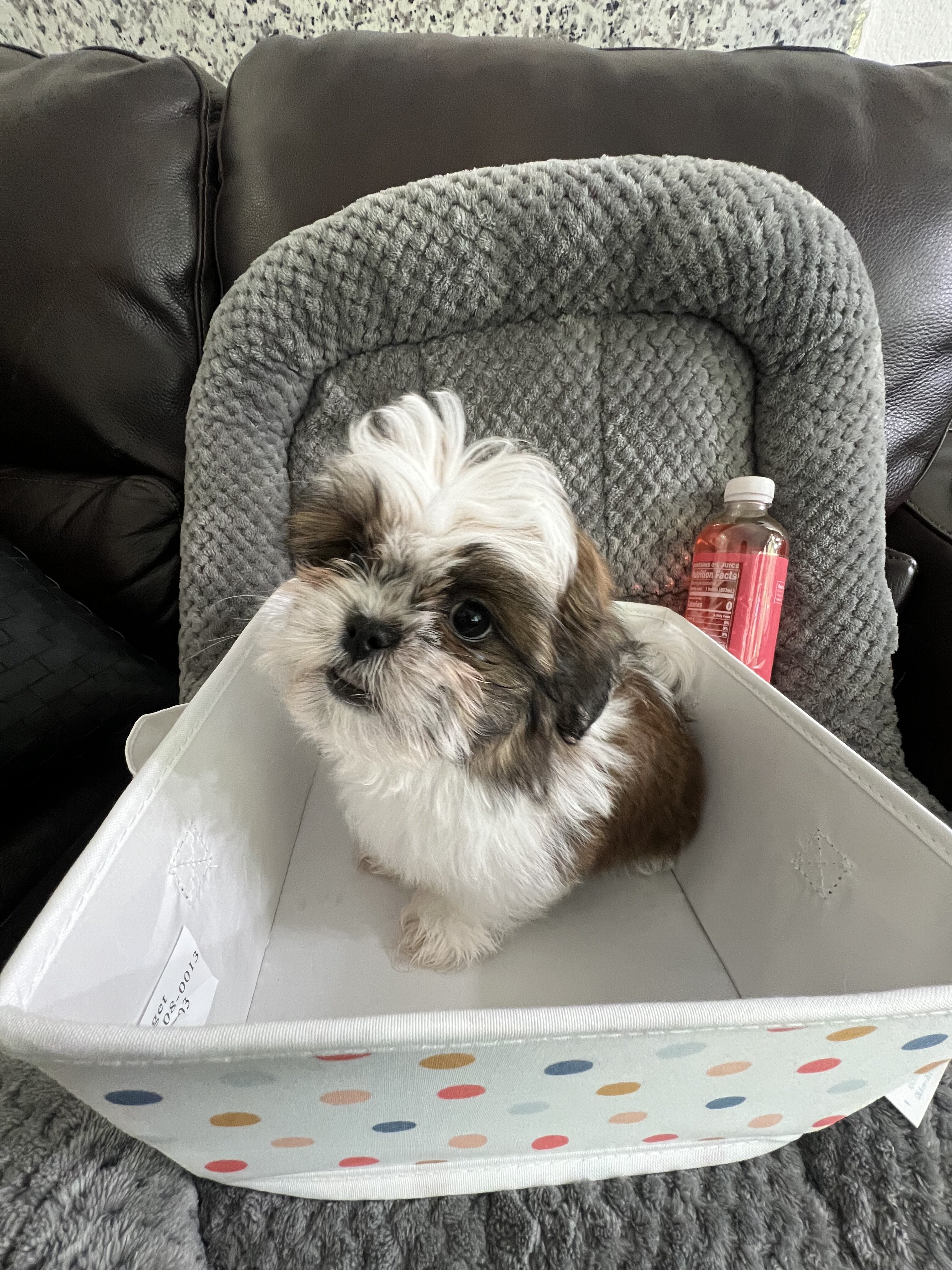Imperial Shih Tzu! Boy is 2lb 7oz & Girl 2lb 6oz image 4