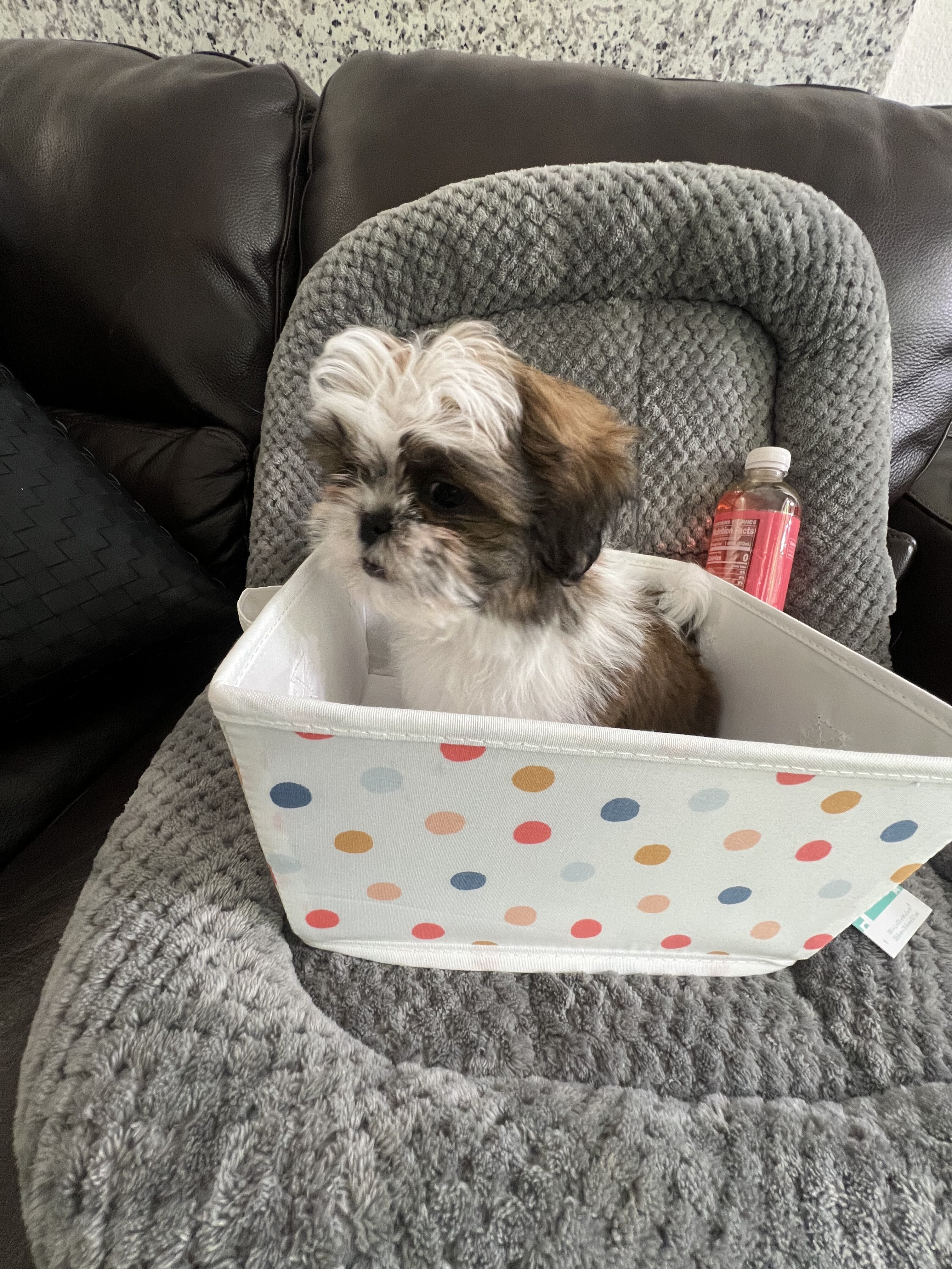 Imperial Shih Tzu! Boy is 2lb 7oz & Girl 2lb 6oz image 5
