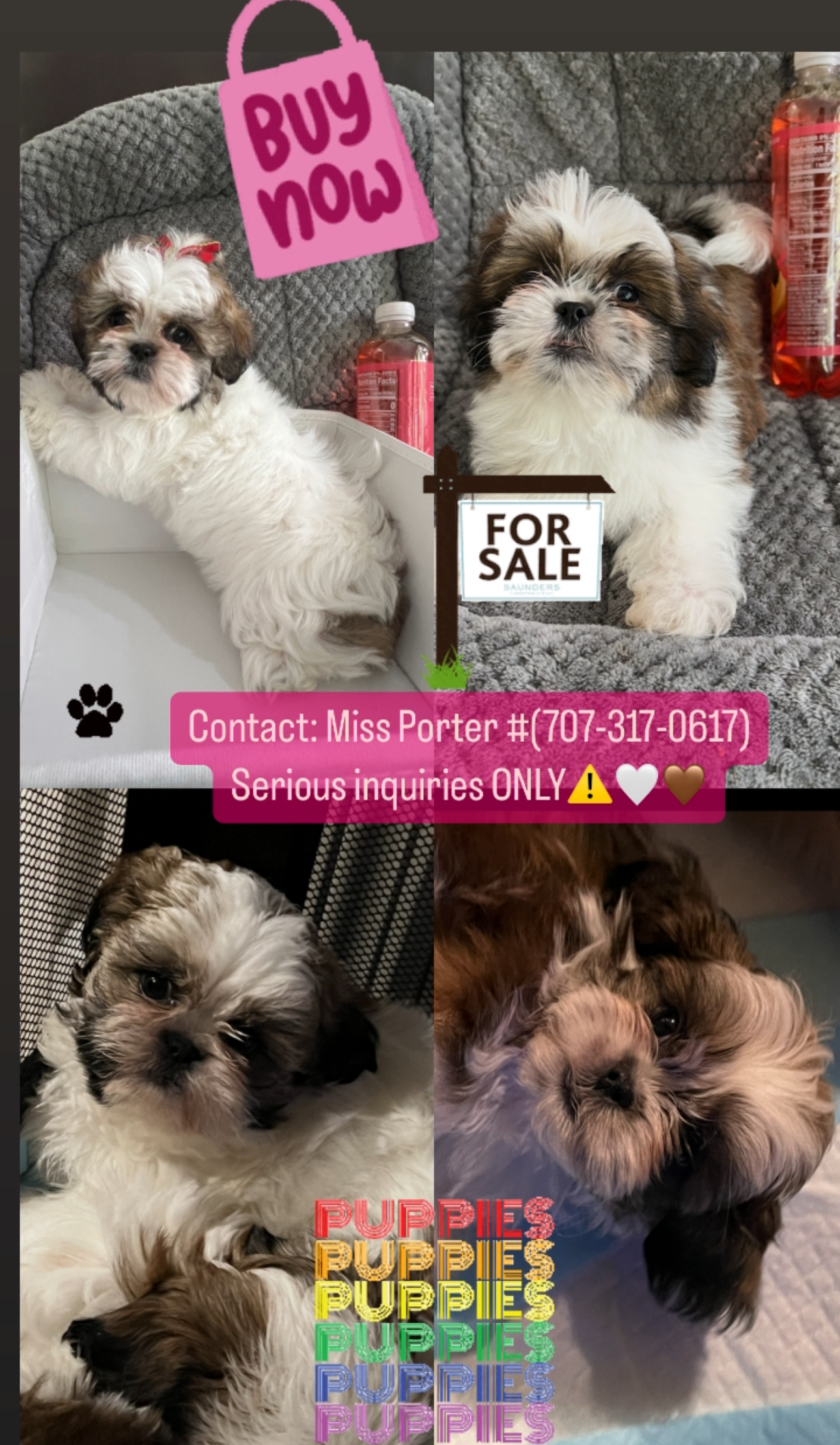 Tiny Imperial Shih Tzu’s. image 1