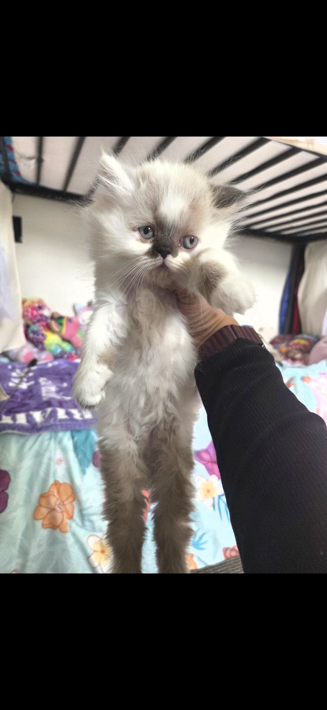 Persian kittens image 2