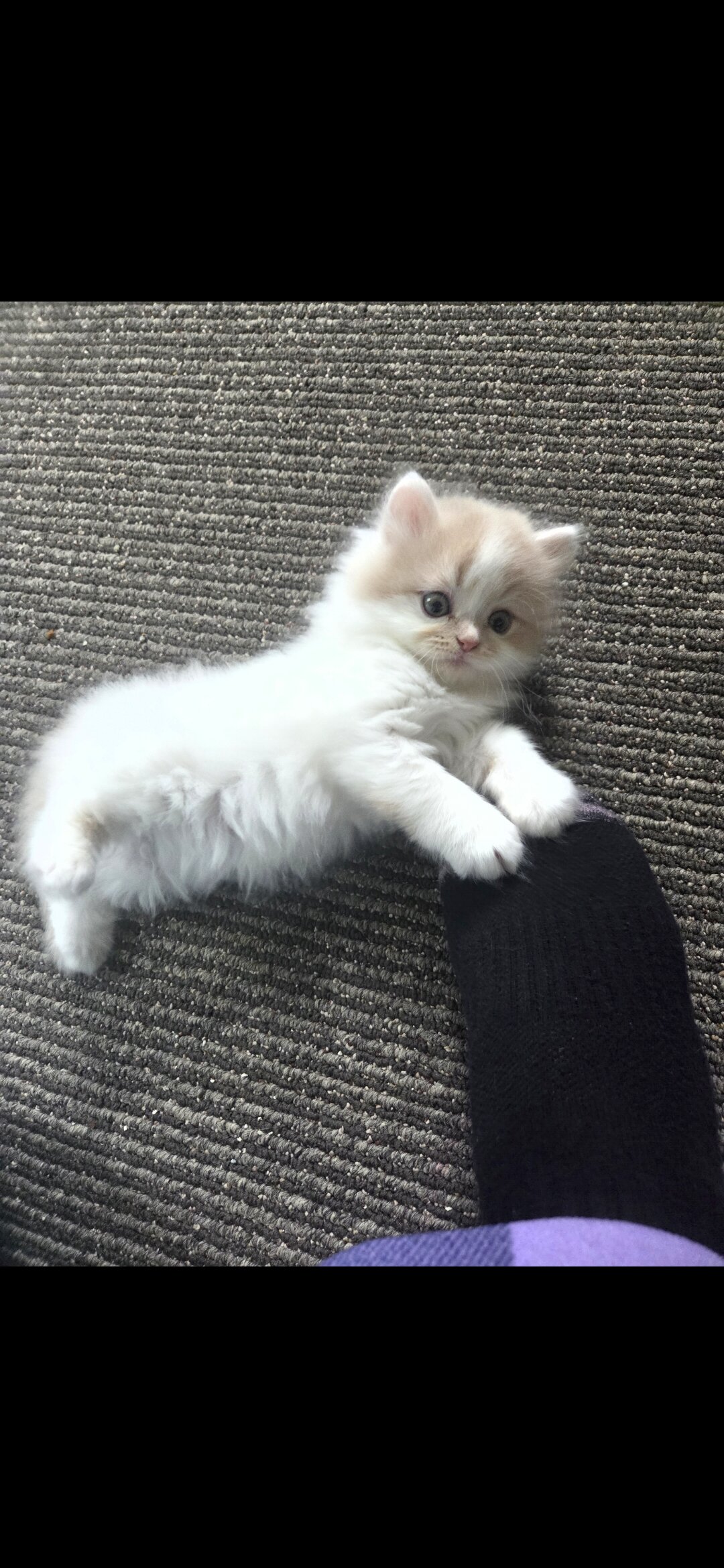 Persian kittens image 1
