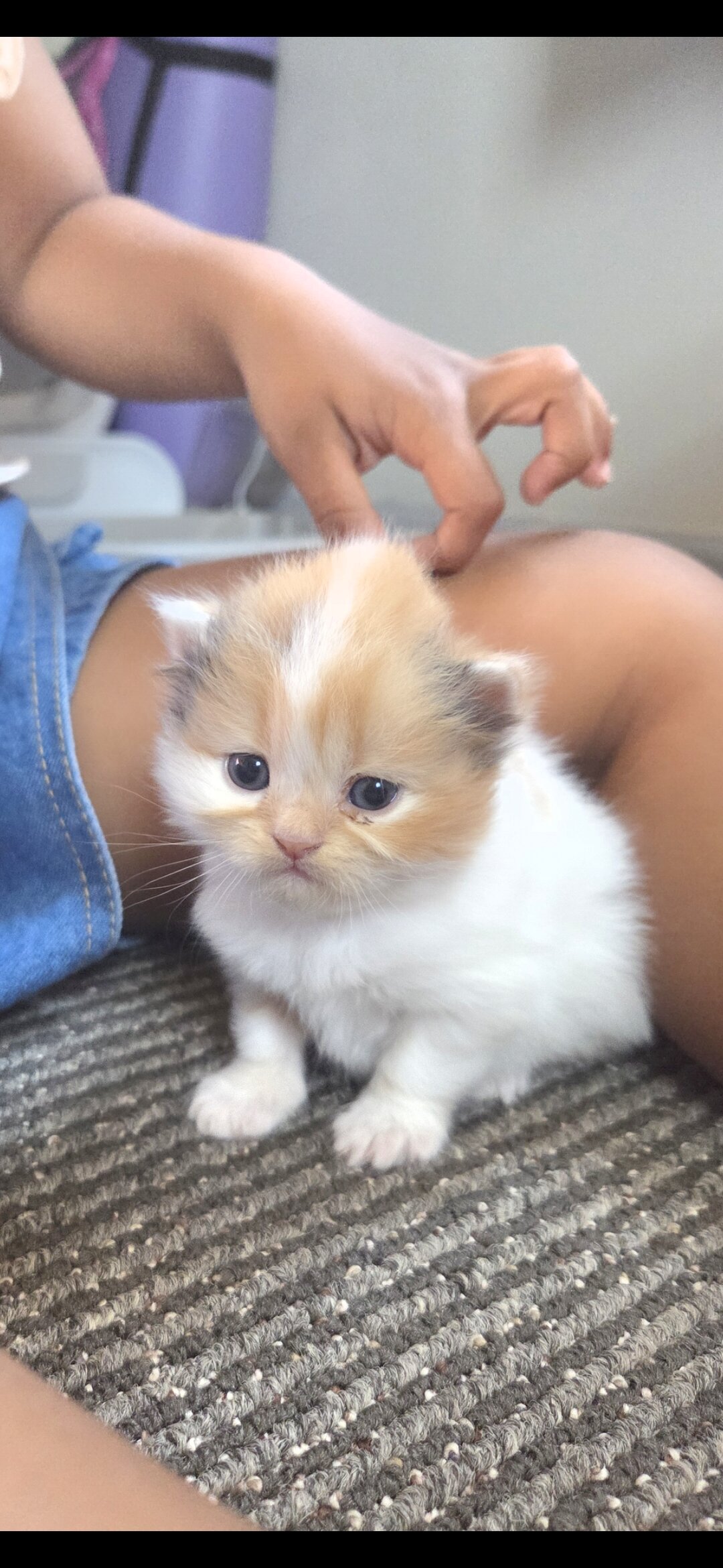 Persian kittens image 3