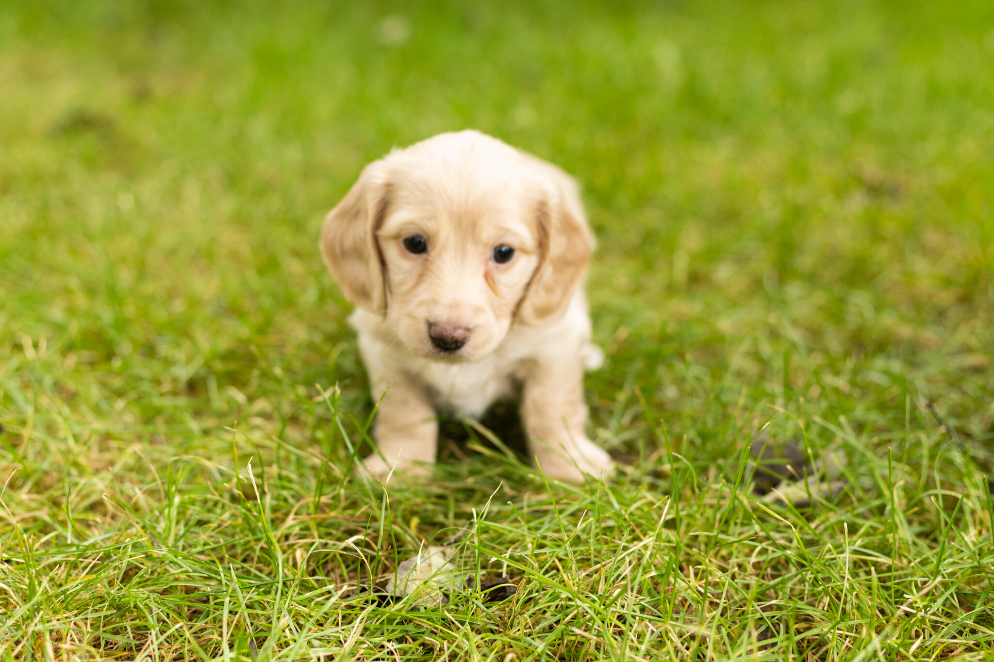 AKC mini dachshund female pup in Indiana (Daisy) image 2