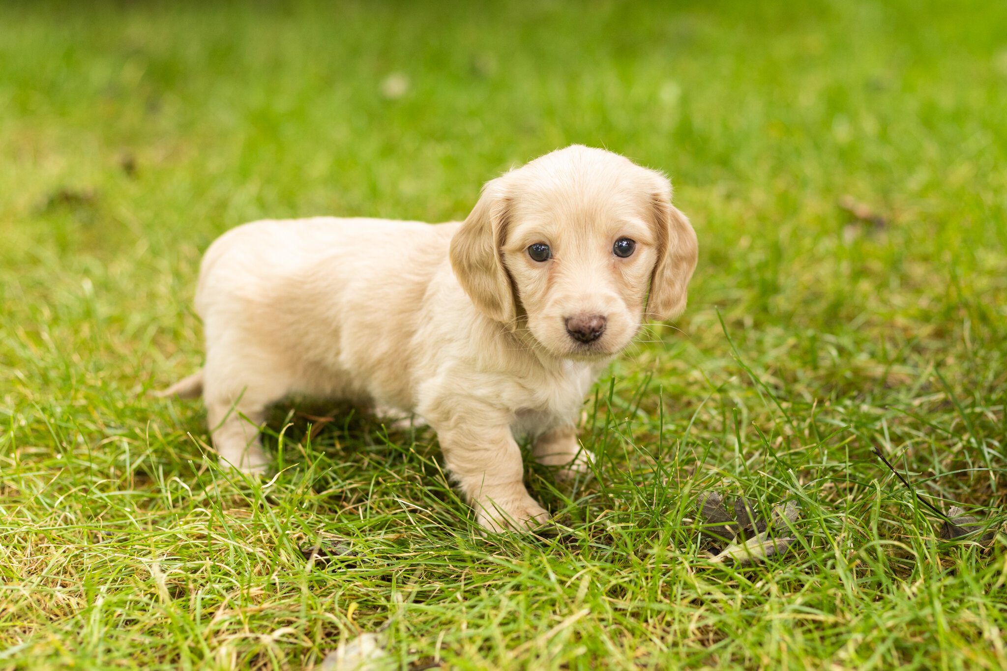 AKC mini dachshund female pup in Indiana (Daisy) image 1