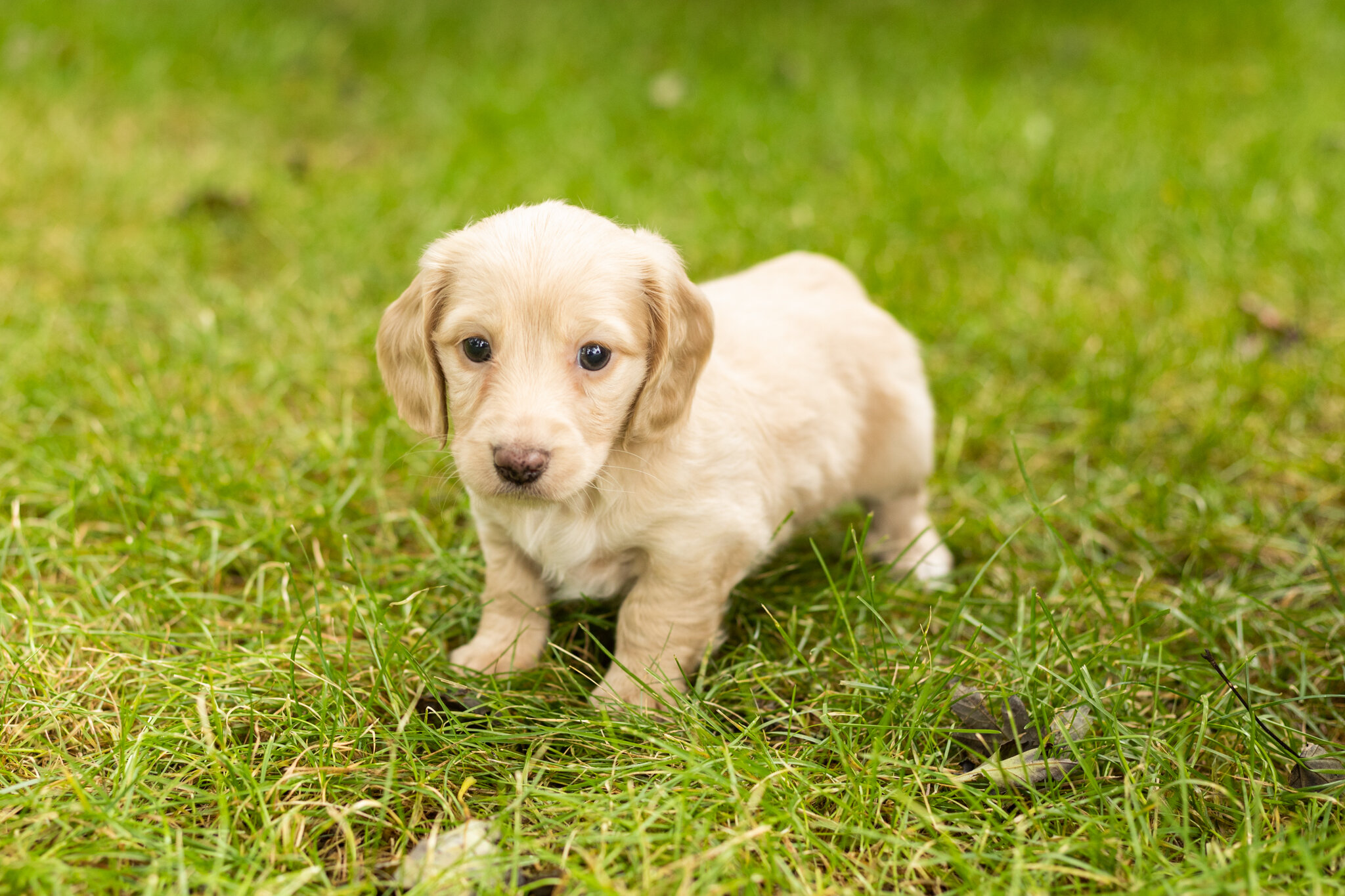 AKC mini dachshund female pup in Indiana (Daisy) image 3