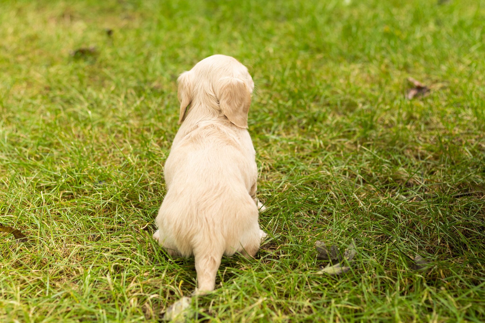 AKC mini dachshund female pup in Indiana (Daisy) image 4