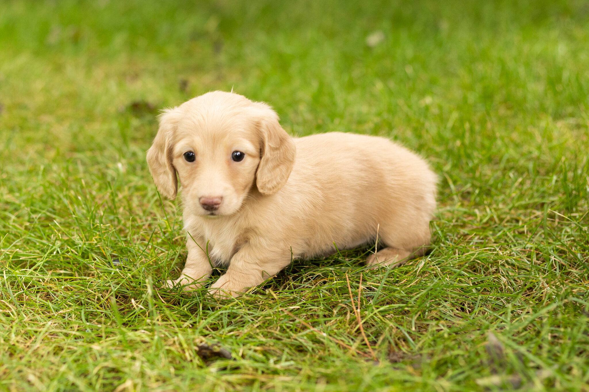 AKC mini dachshund female pup in Indiana (Dalila) image 1