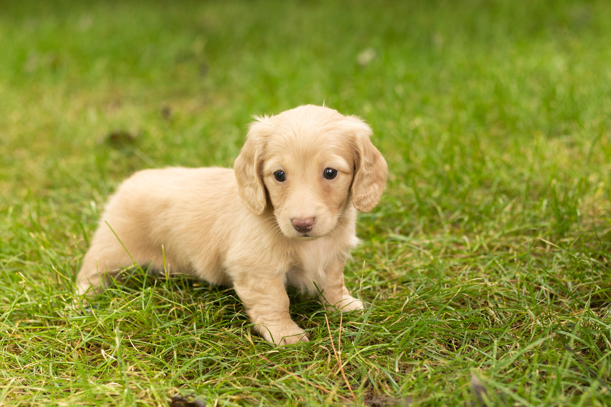AKC mini dachshund female pup in Indiana (Dalila) image 2