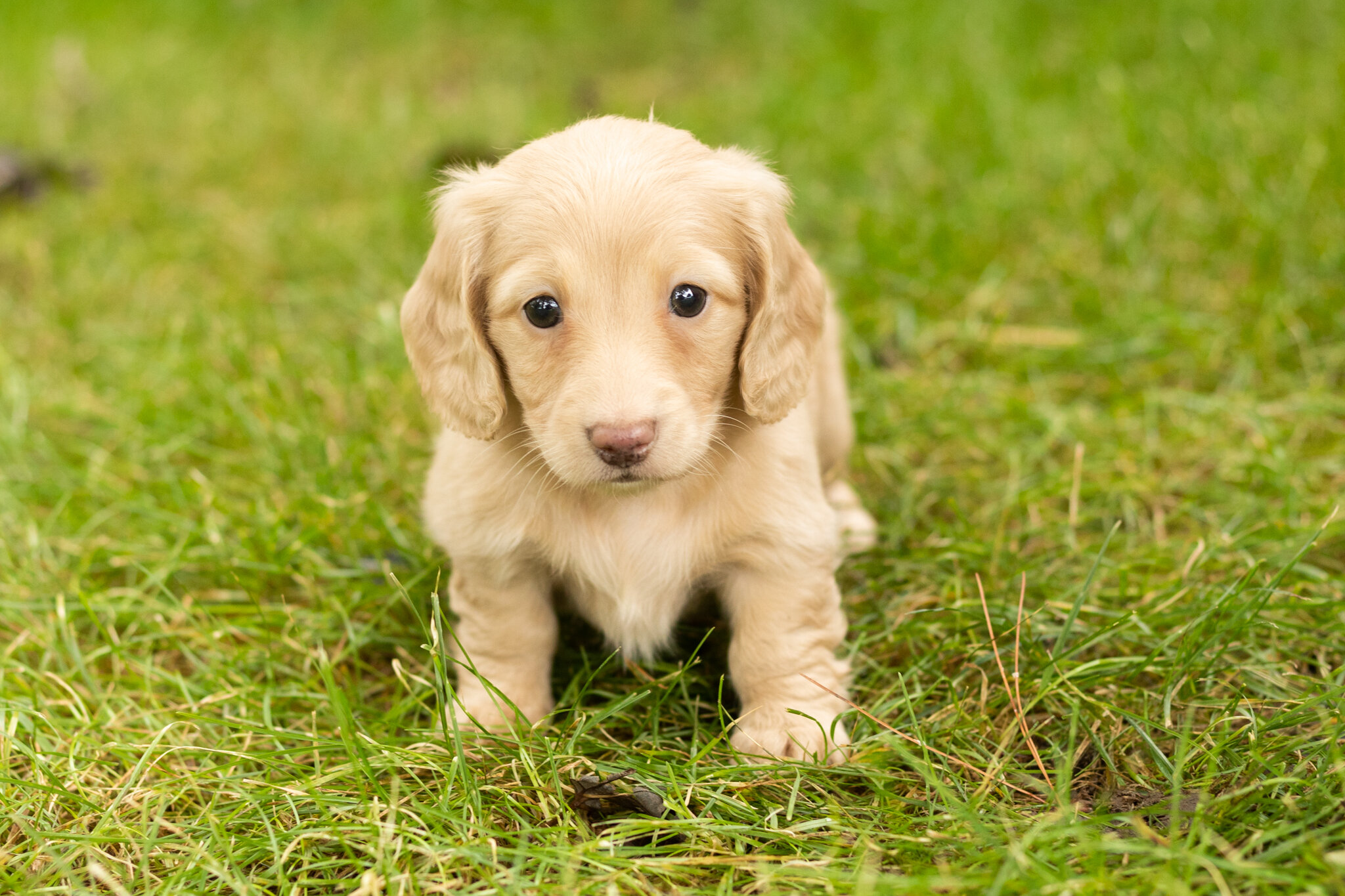 AKC mini dachshund female pup in Indiana (Dalila) image 3
