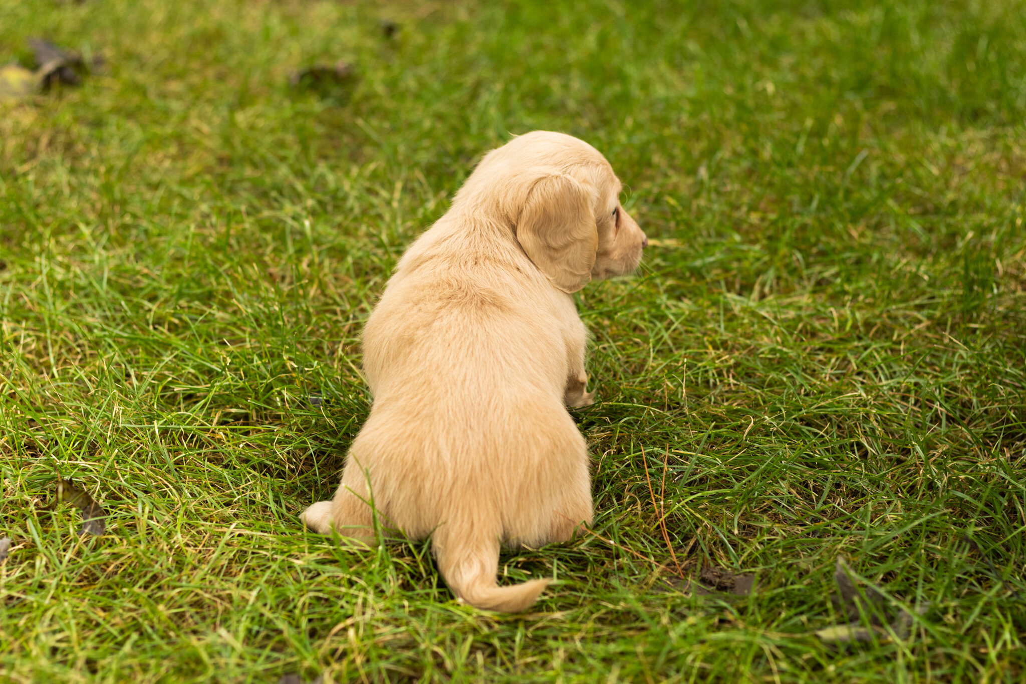 AKC mini dachshund female pup in Indiana (Dalila) image 4