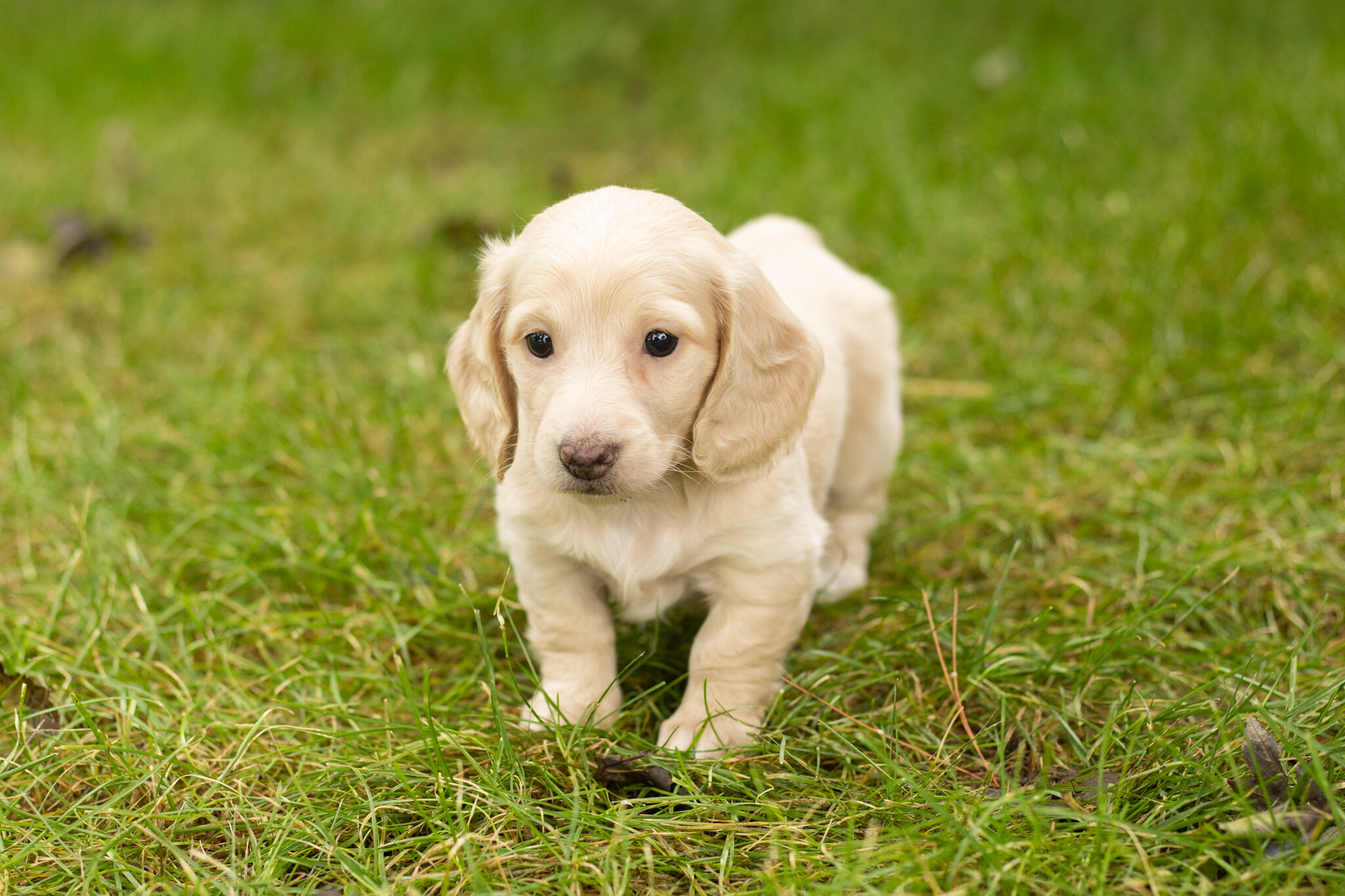 AKC Mini dachshund female pup in Indiana (Skye) image 2