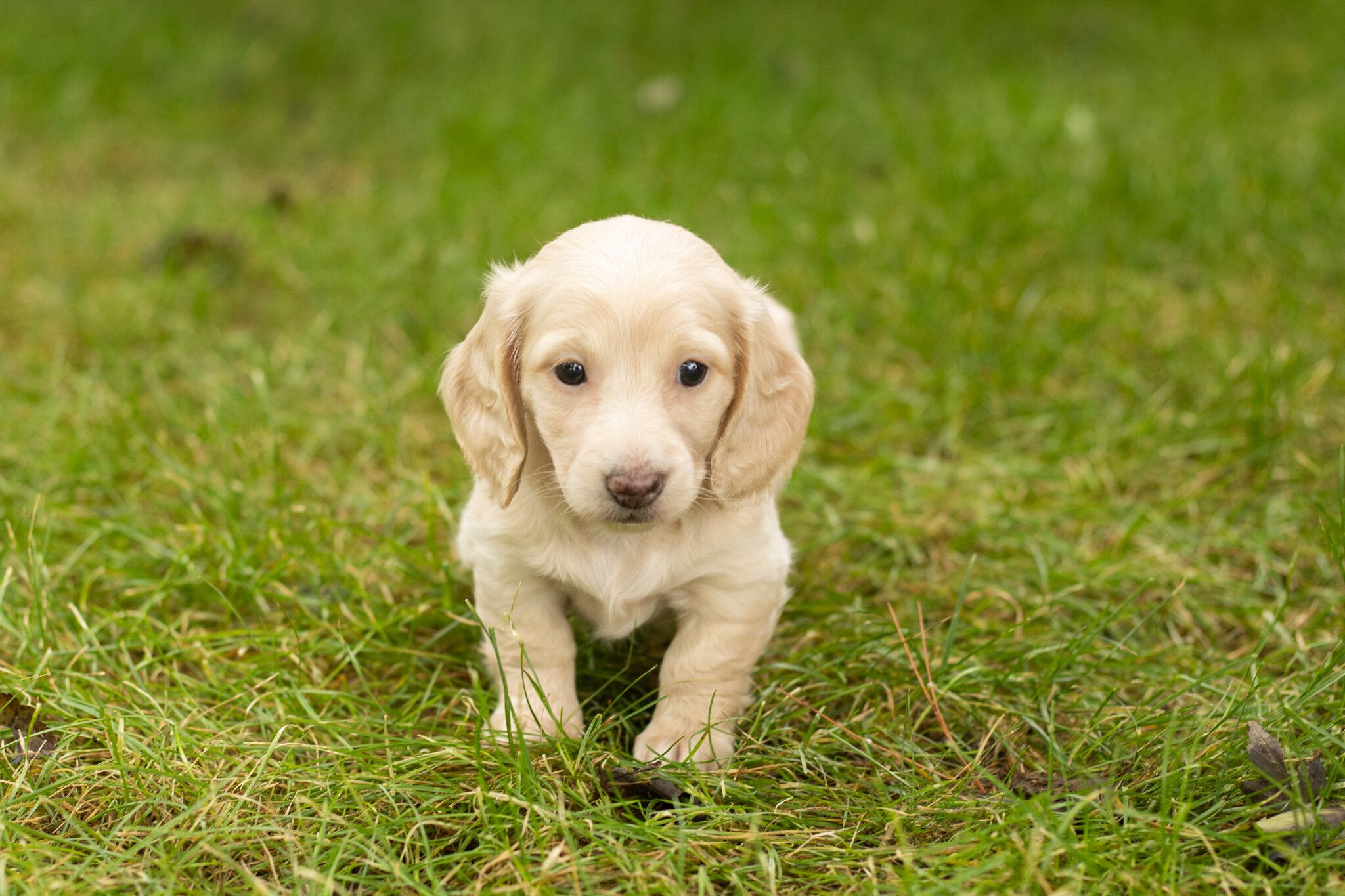AKC Mini dachshund female pup in Indiana (Skye) image 3