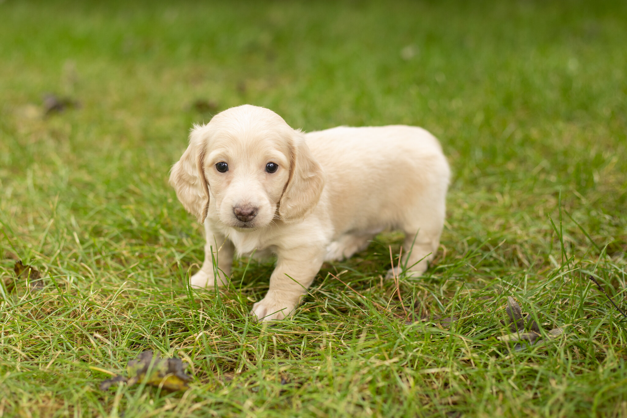 AKC Mini dachshund female pup in Indiana (Skye) image 1