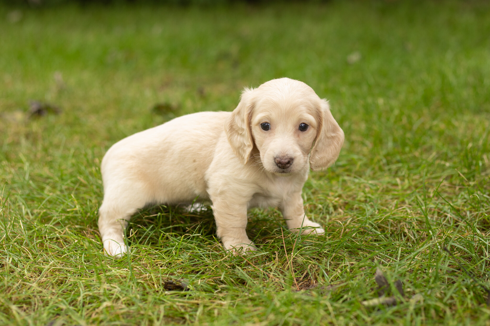 AKC Mini dachshund female pup in Indiana (Skye) image 4