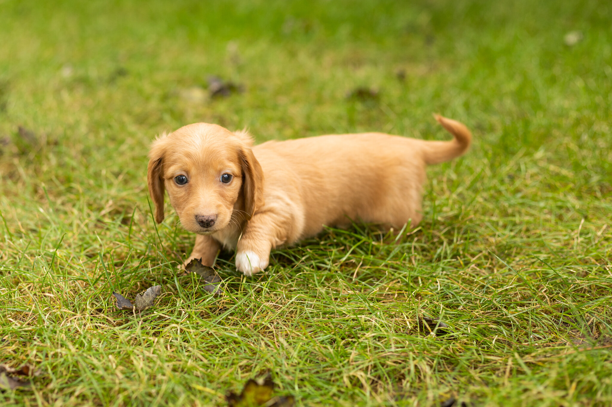 AKC mini dachshund female pup in Indiana (Twila) image 2