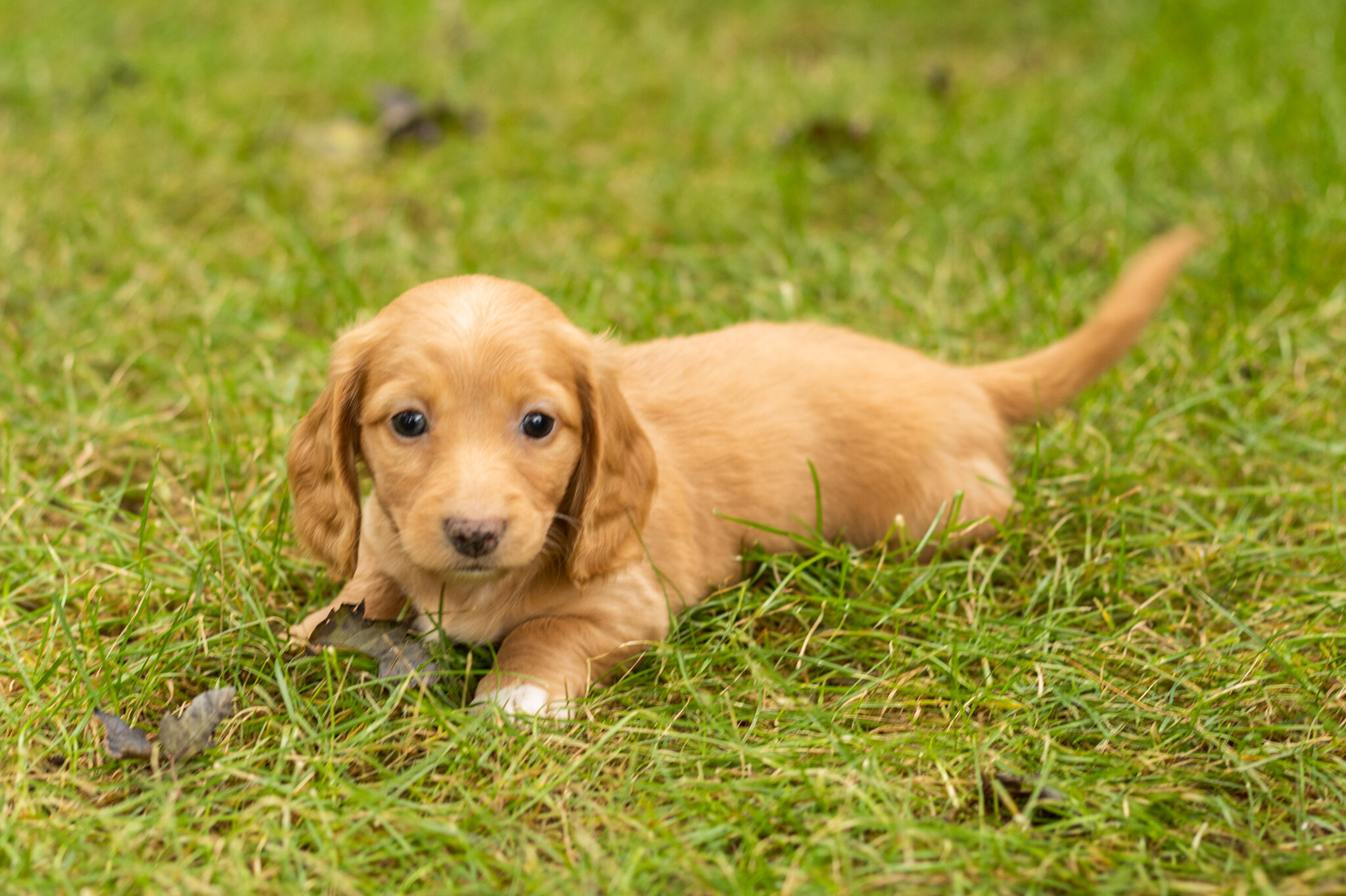 AKC mini dachshund female pup in Indiana (Twila) image 1