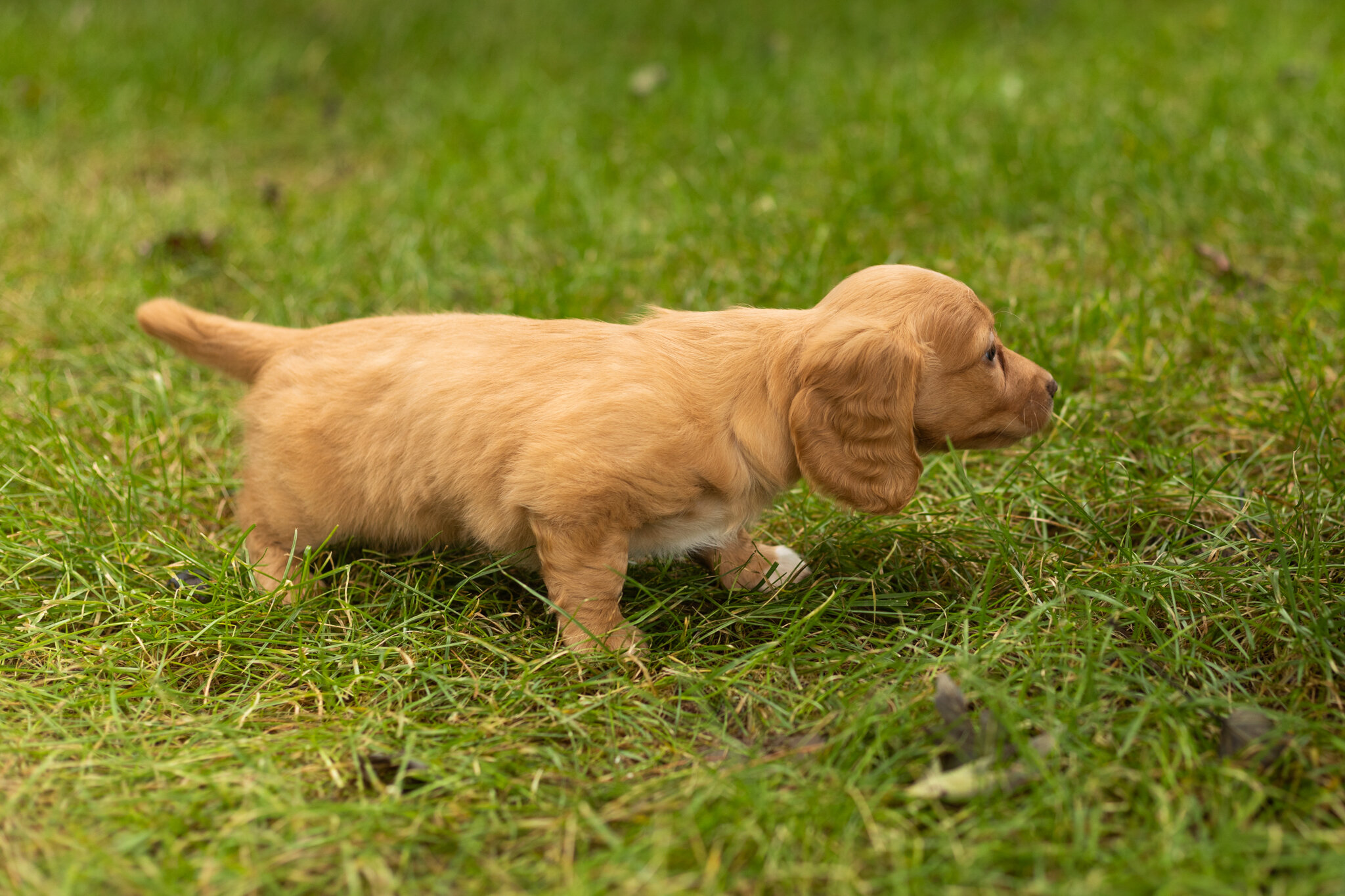 AKC mini dachshund female pup in Indiana (Twila) image 3