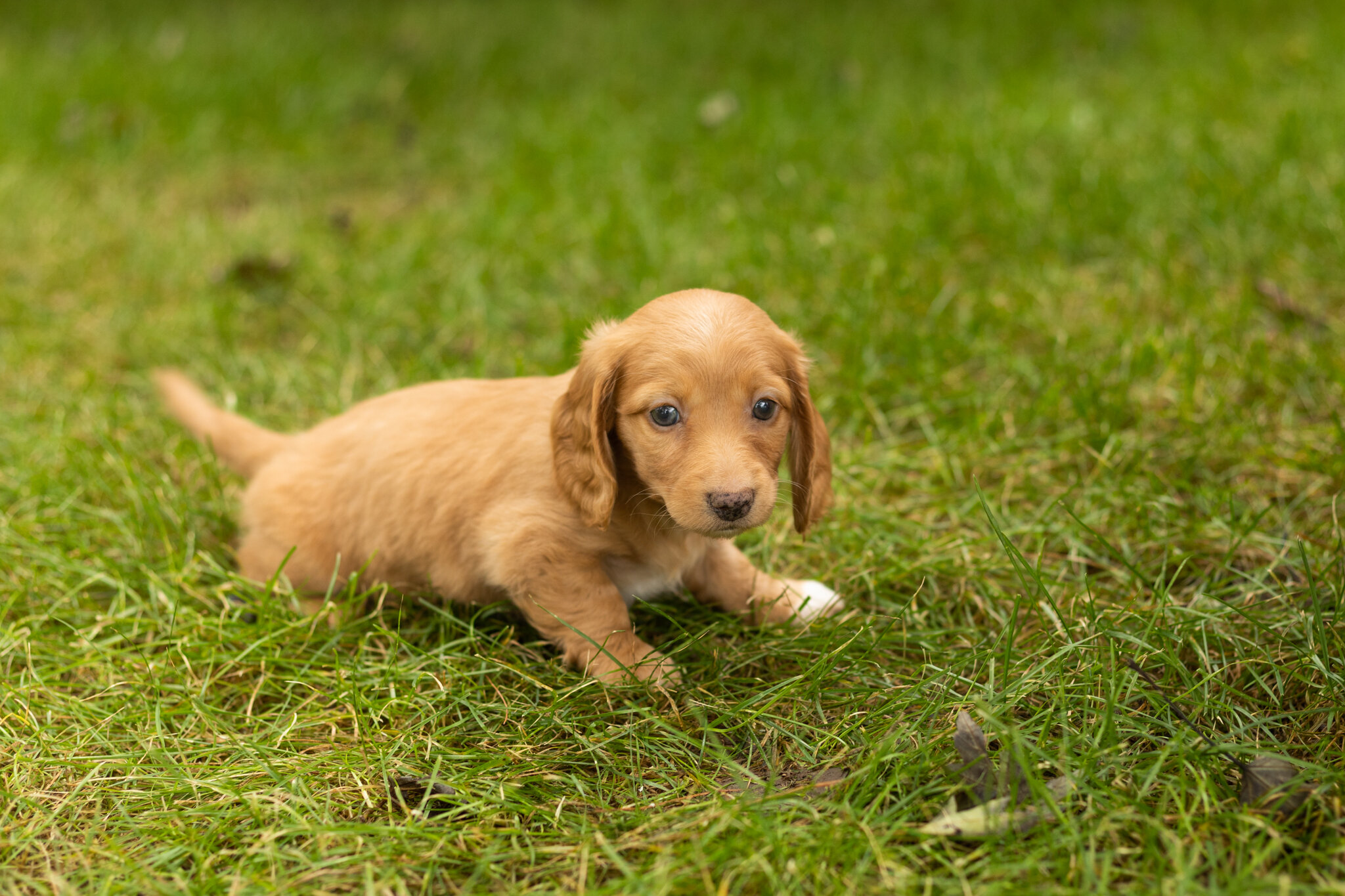 AKC mini dachshund female pup in Indiana (Twila) image 4