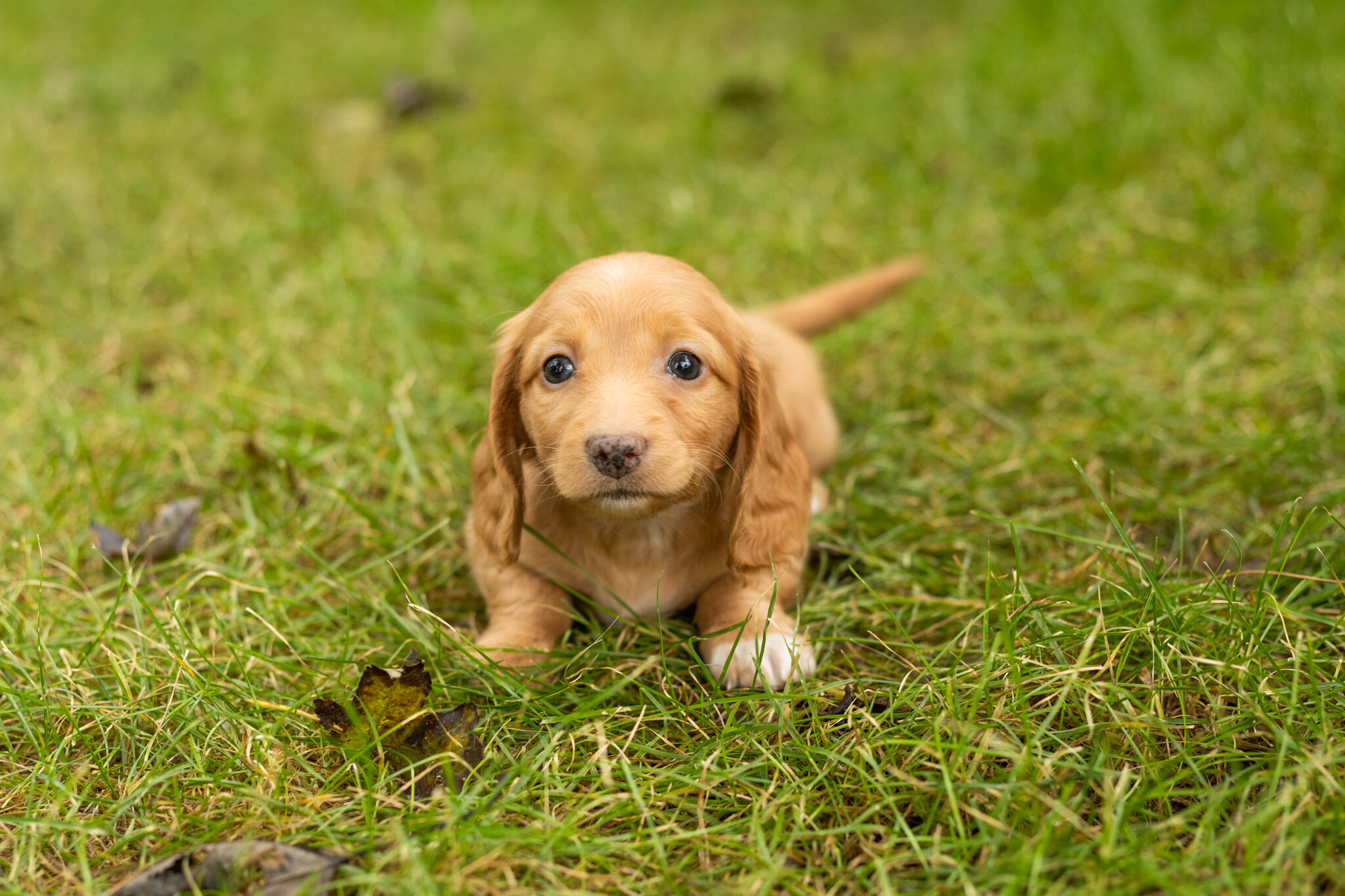 AKC mini dachshund female pup in Indiana (Twila) image 5
