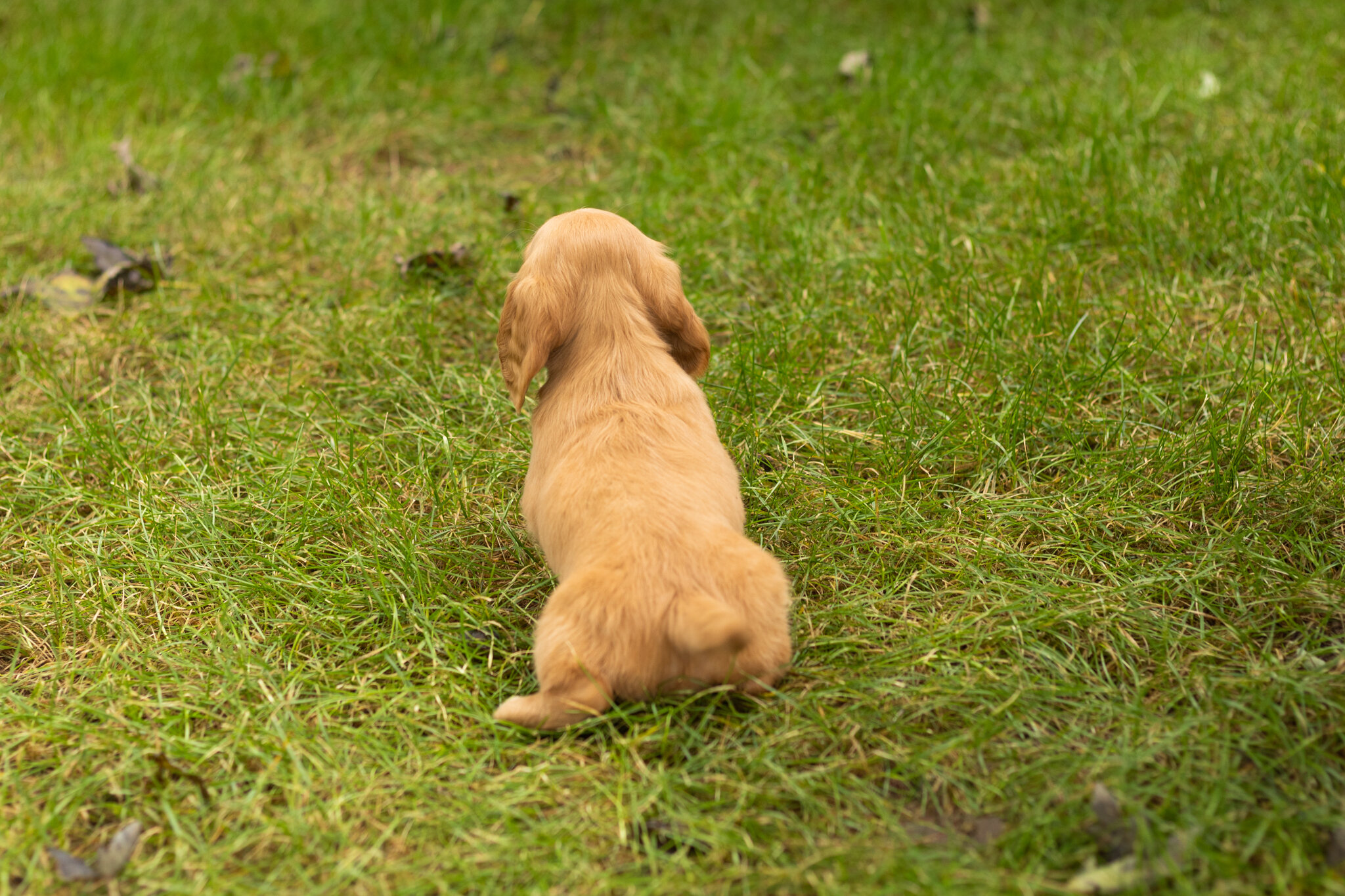 AKC mini dachshund female pup in Indiana (Twila) image 6