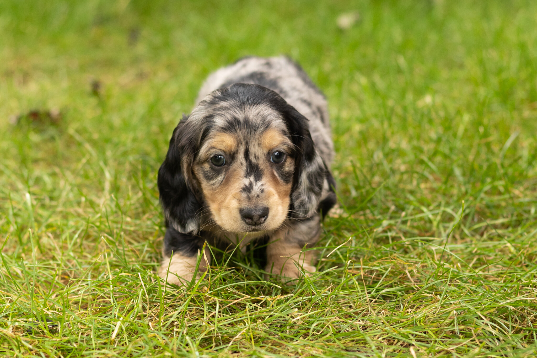 AKC mini dachshund male pup in Indiana (Oscar) image 2
