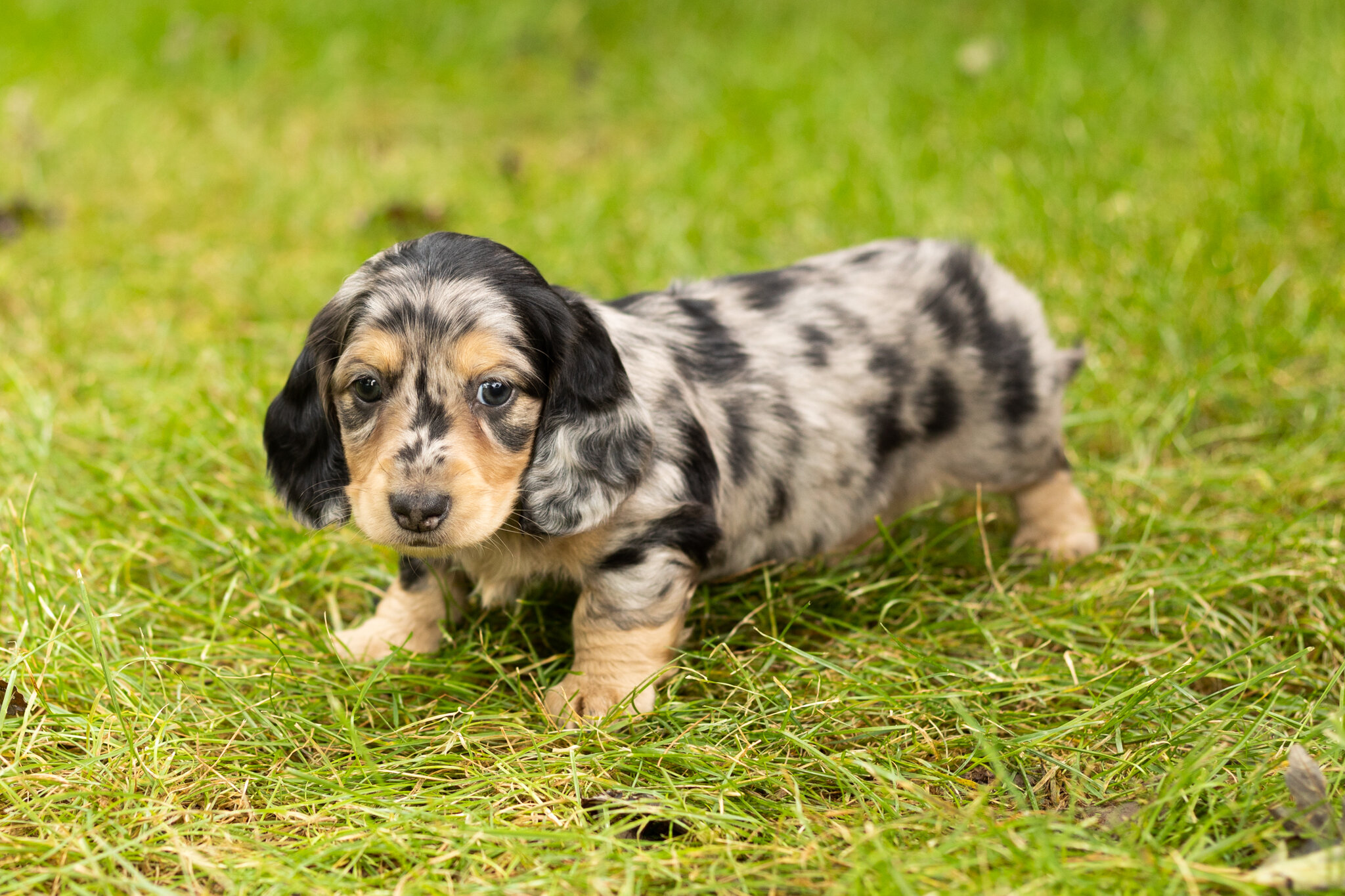 AKC mini dachshund male pup in Indiana (Oscar) image 1