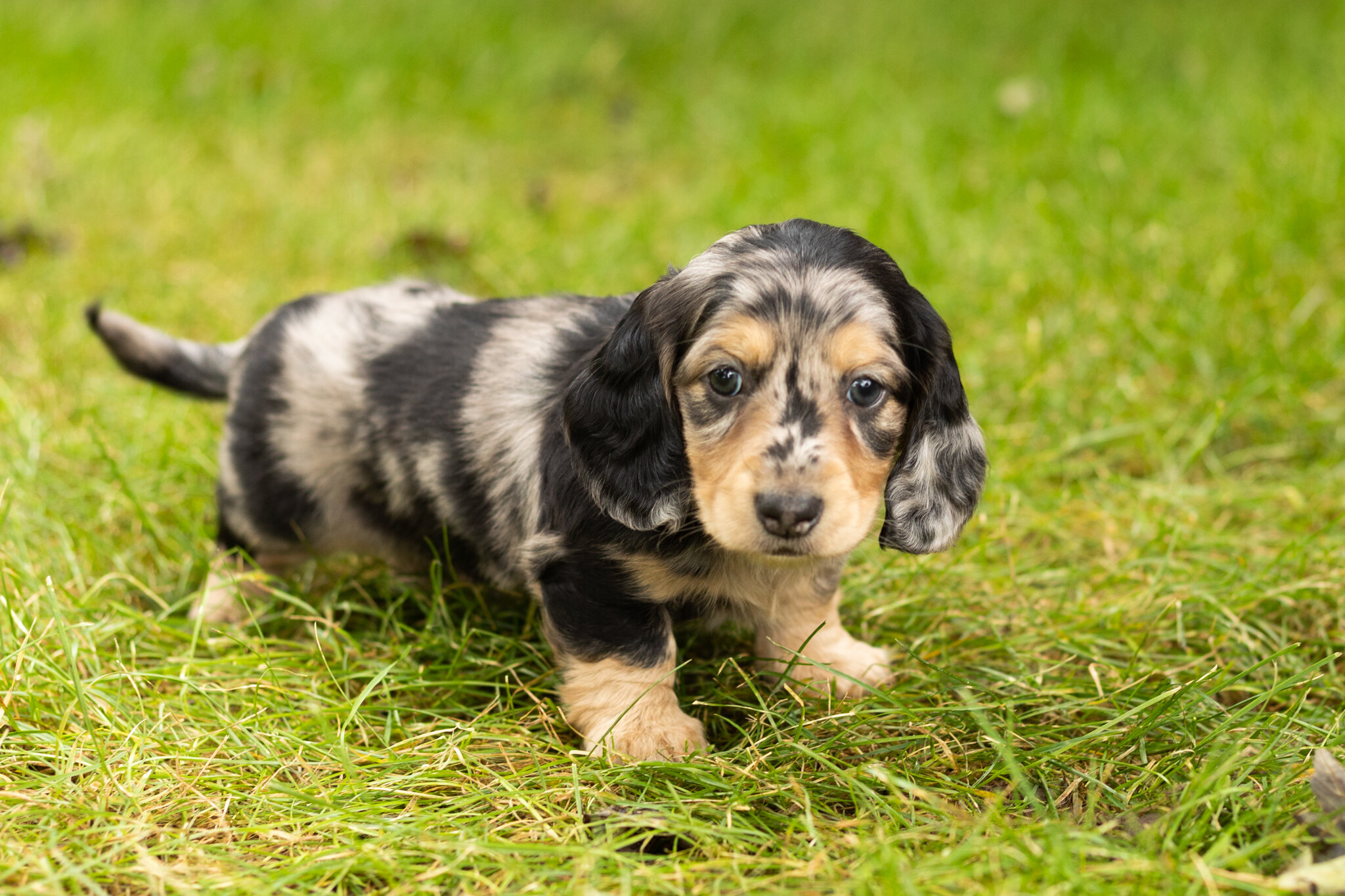 AKC mini dachshund male pup in Indiana (Oscar) image 3