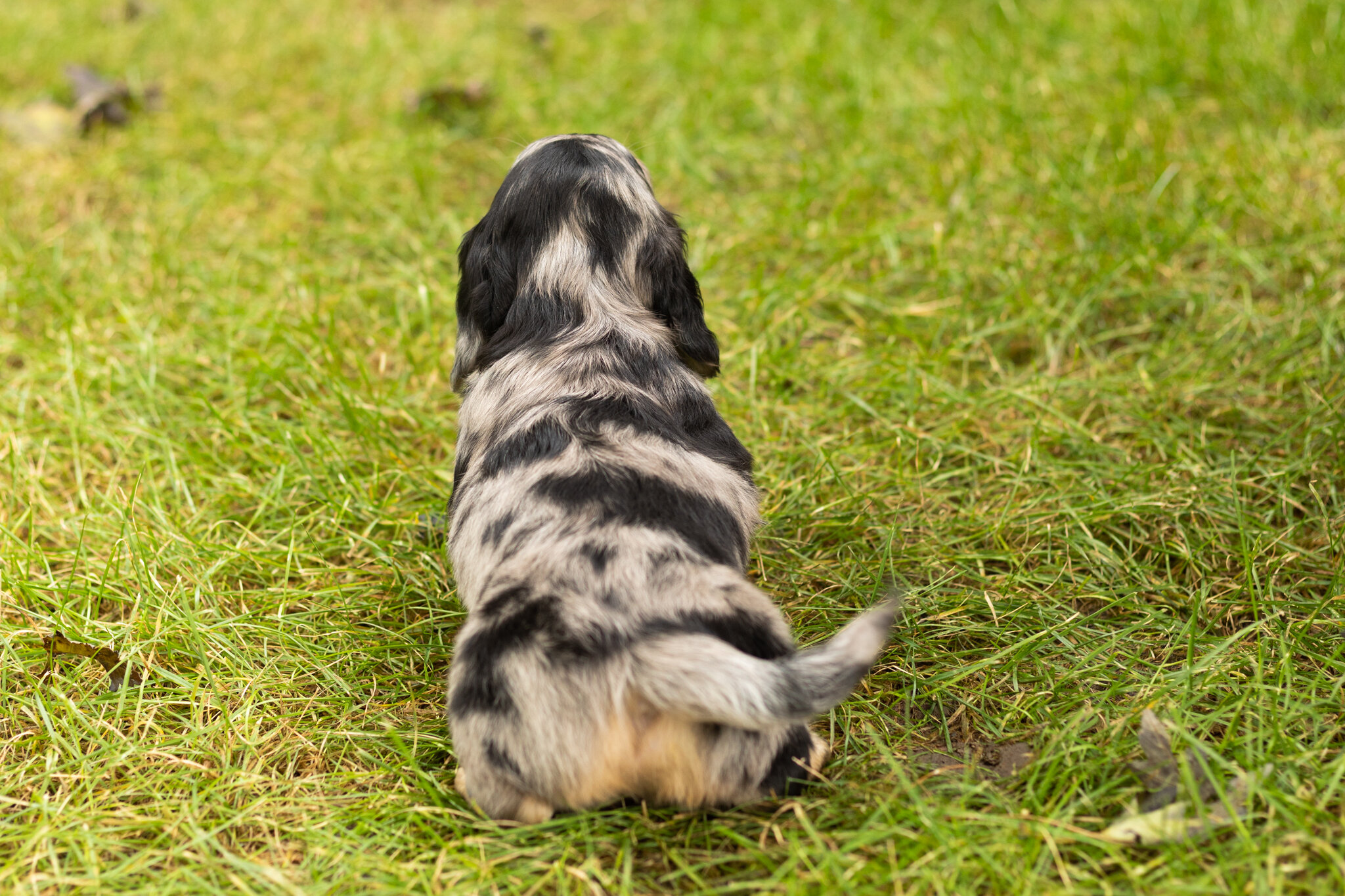 AKC mini dachshund male pup in Indiana (Oscar) image 4