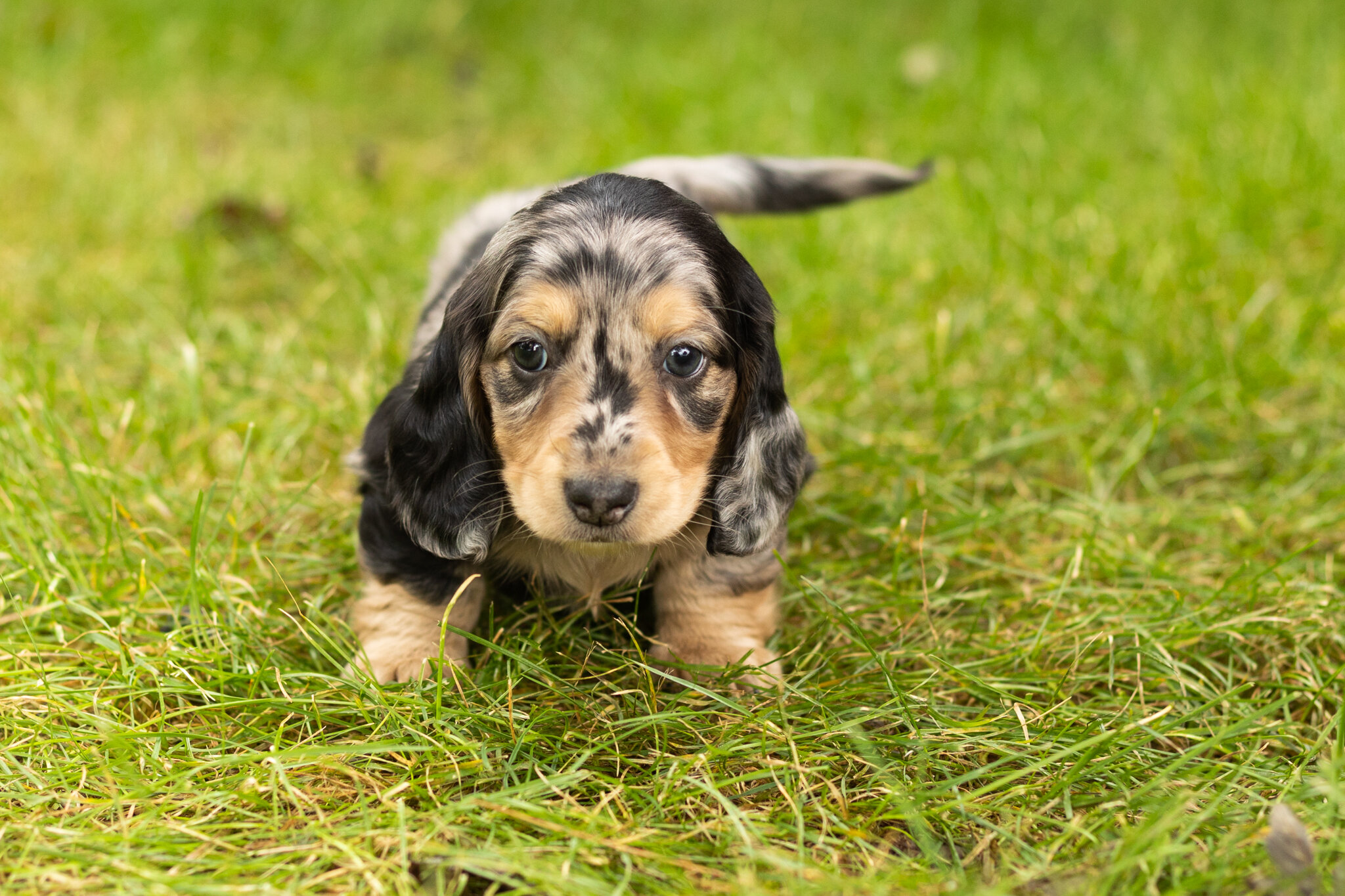 AKC mini dachshund male pup in Indiana (Oscar) image 5