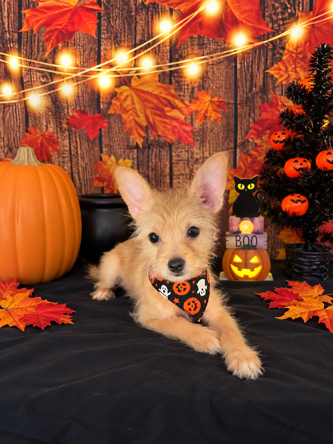 Chorkie girl small puppy image 2