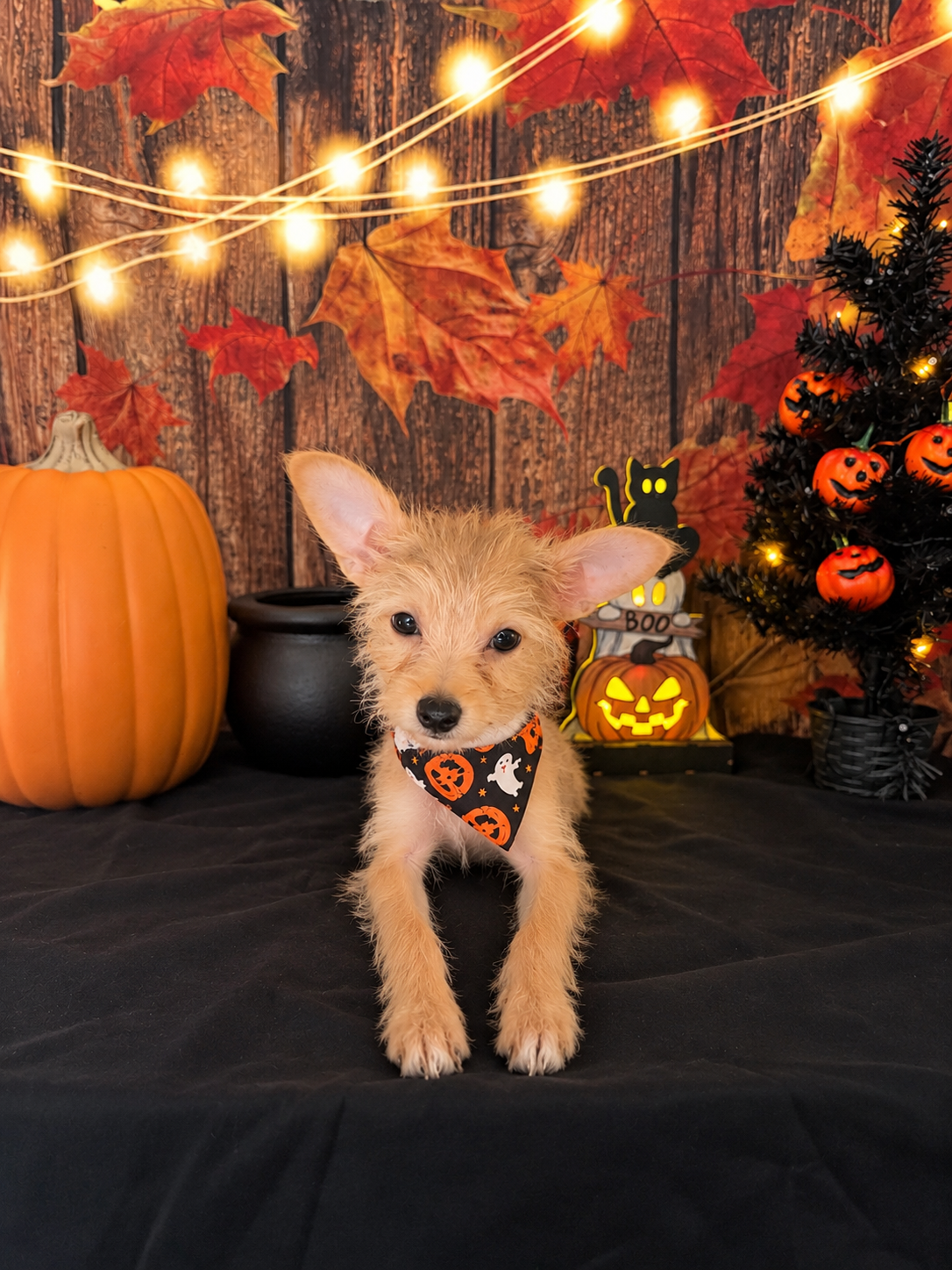 Chorkie girl small puppy image 1