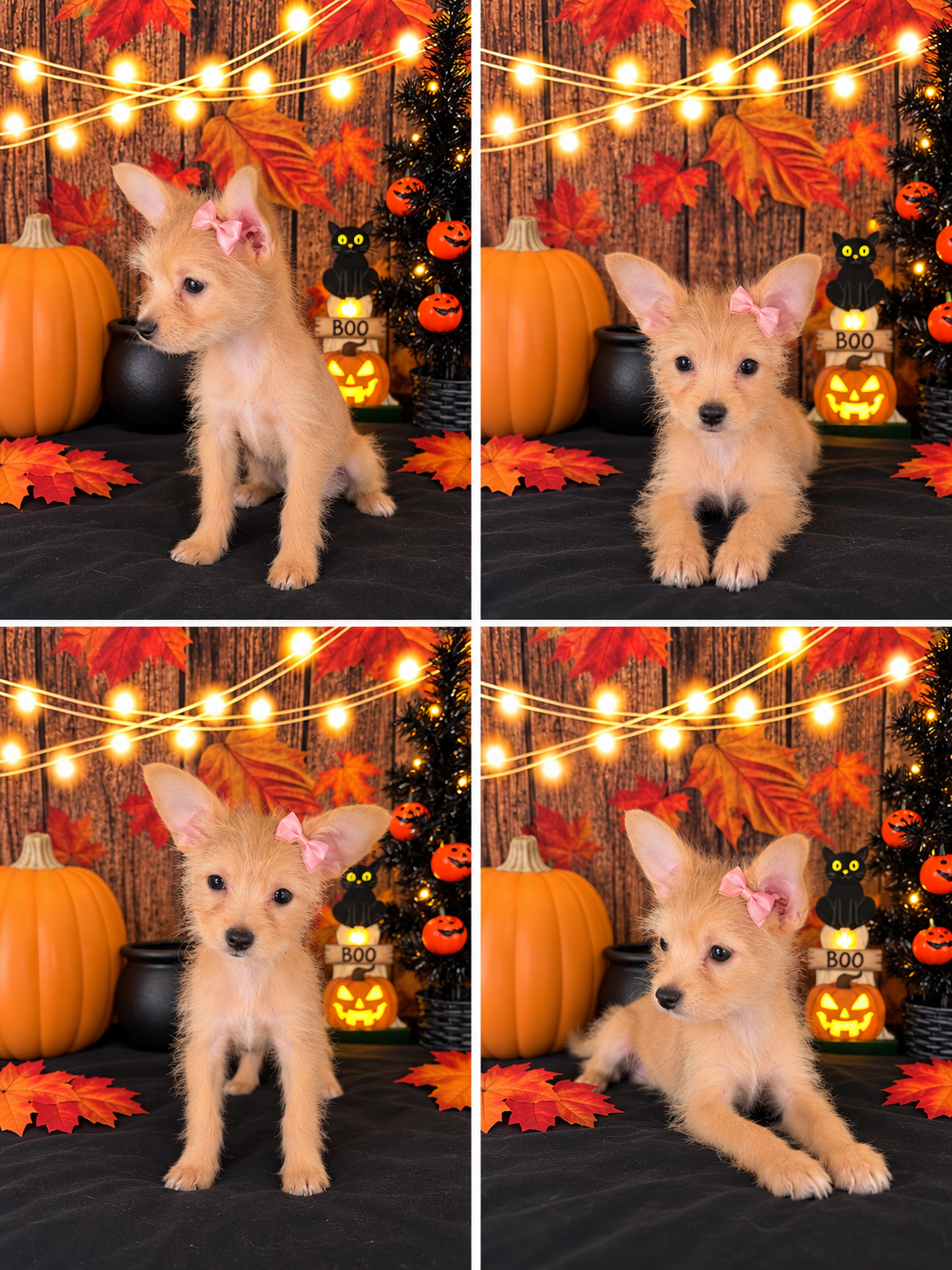 Chorkie girl small puppy image 1
