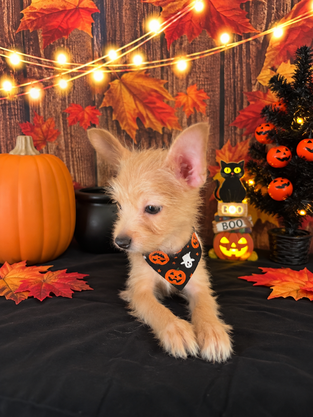 Chorkie girl small puppy image 3