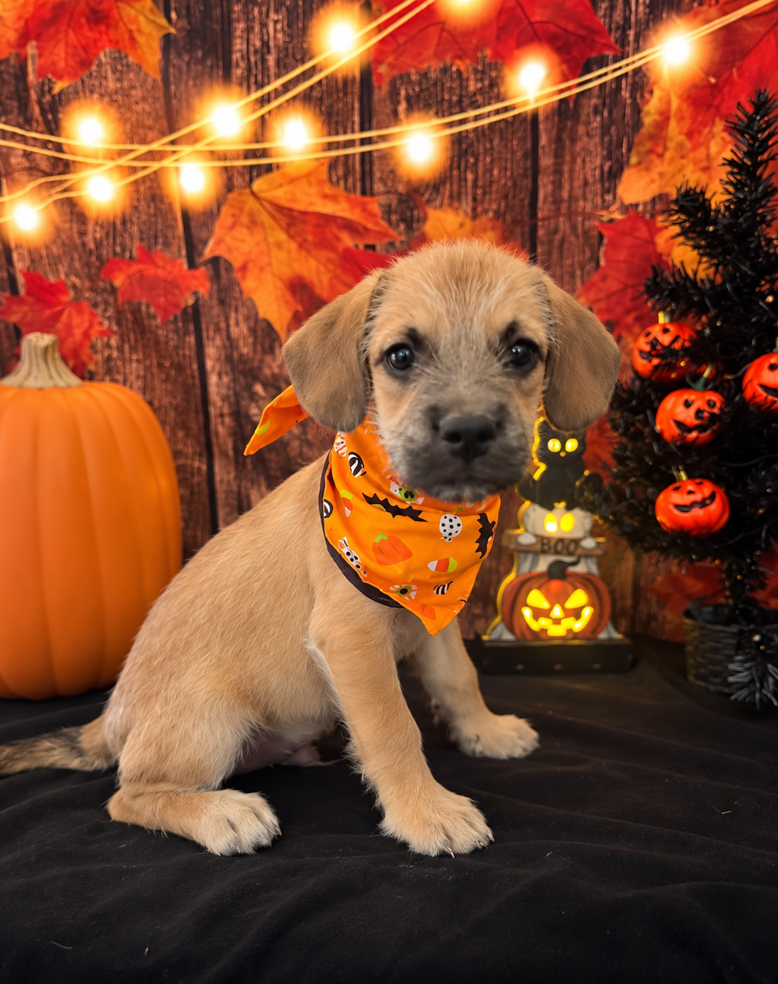 French bull dog poodle image 2