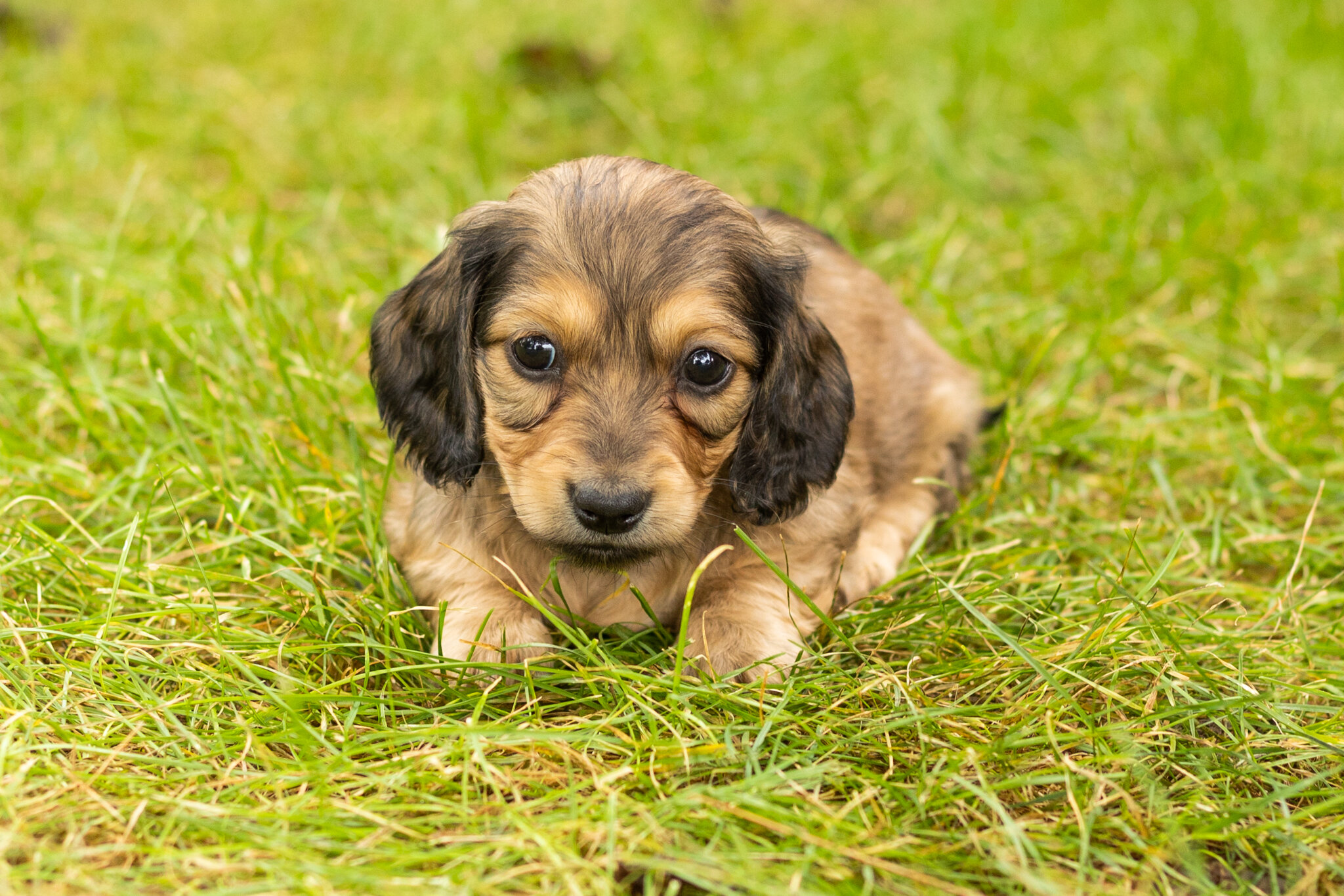 AKC mini dachshund female pup in Indiana (Sadie) image 1