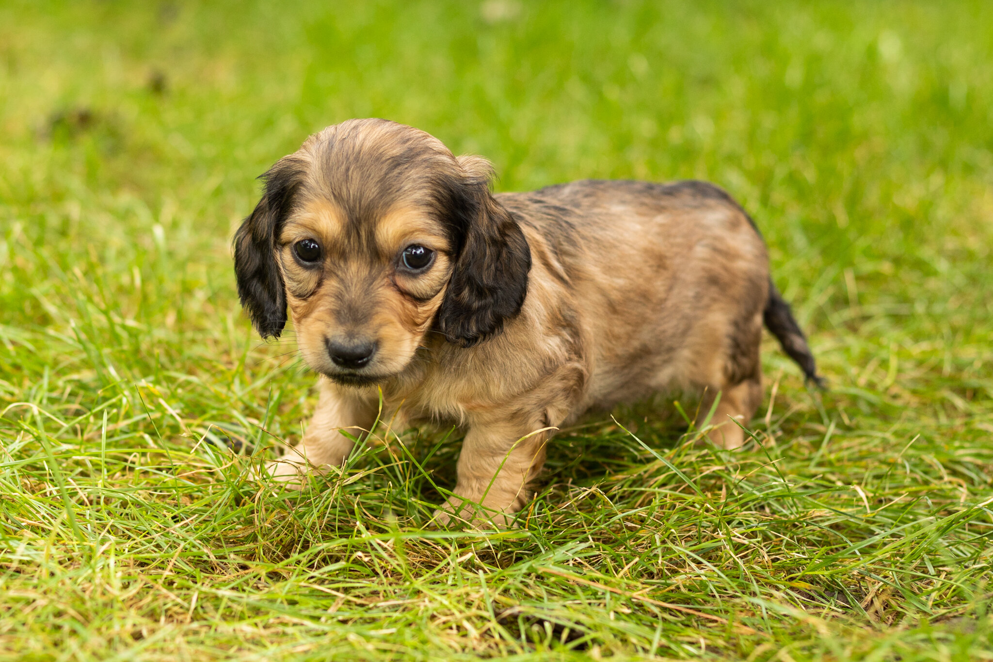AKC mini dachshund female pup in Indiana (Sadie) image 2